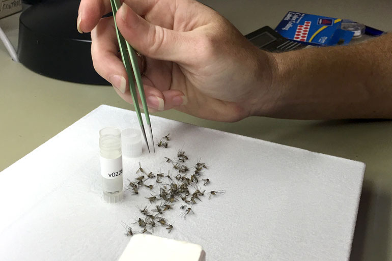 Christy Roberts, an entomologist in Harris County, Texas, sorts mosquitoes with tweezers.