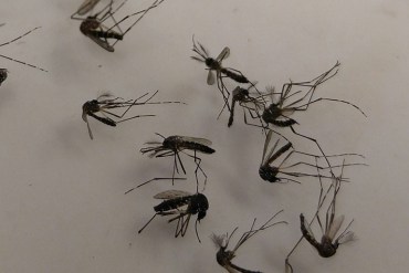 Aedes aegypti mosquitoes, one of the species that can spread Zika, lay in a petri dish at the Broward County Mosquito Control. (Phil Galewitz/KHN)