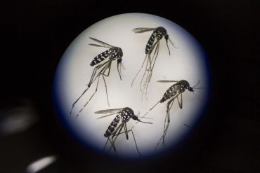 Adult female mosquitos are seen under a microscope at the Sun Yat-Sen University-Michigan University Joint Center of Vector Control for Tropical Disease in Guangzhou, China.(Photo by Kevin Frayer/Getty Images)