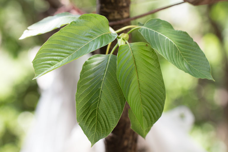 Kratom Gets Reprieve From Drug Enforcement Administration Kff Health News