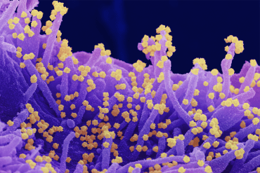 Novel Coronavirus SARS-CoV-2