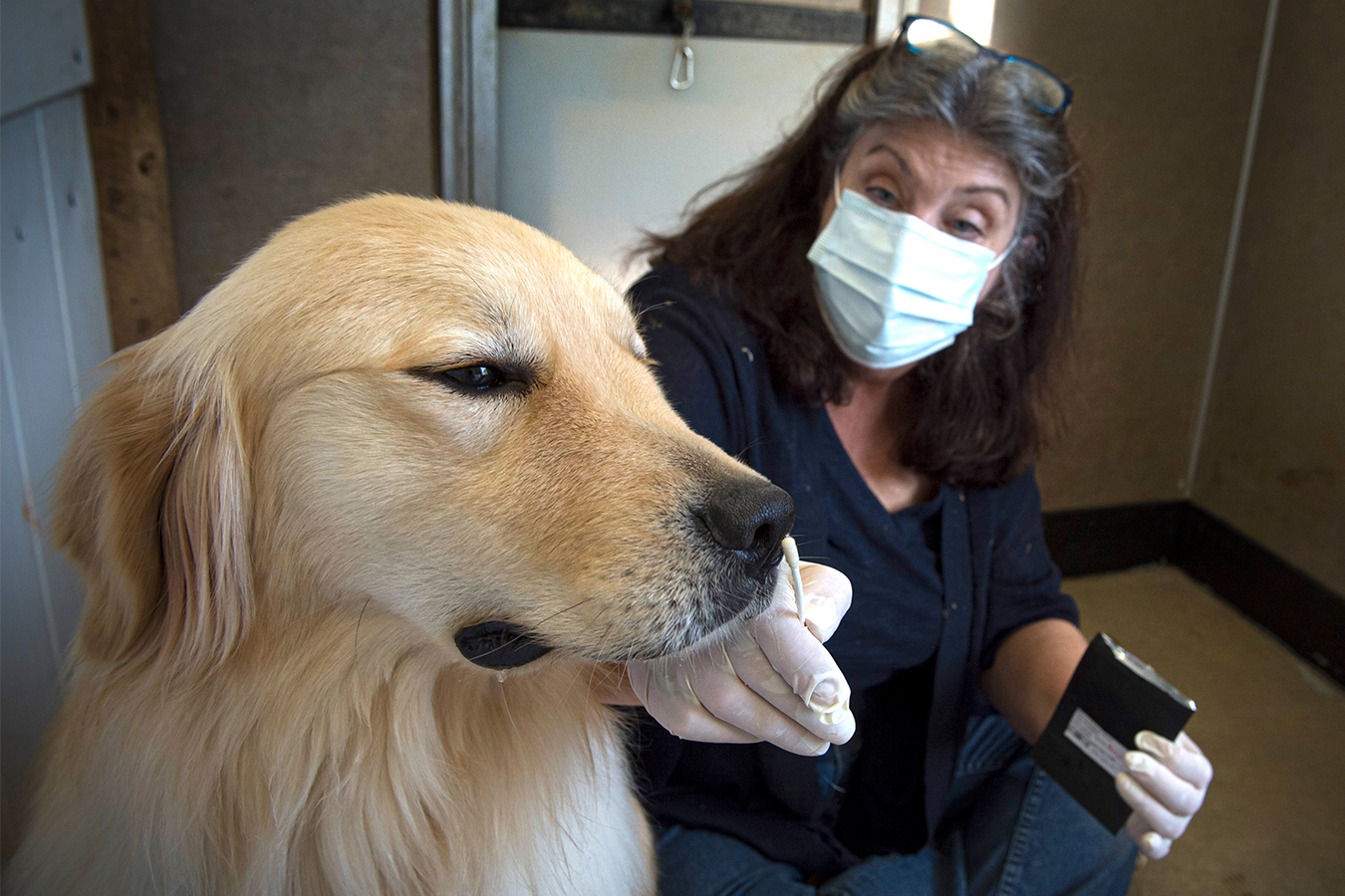 Jennifer Arnold holds a scented cotton swab to Cheeto's nose as a part of the dog's training.