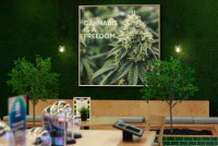 A photo shows the inside of a medical marijuana dispensary. A poster on the wall shows a photo of a marijuana plant with text that reads, "Cannabis is a freedom."