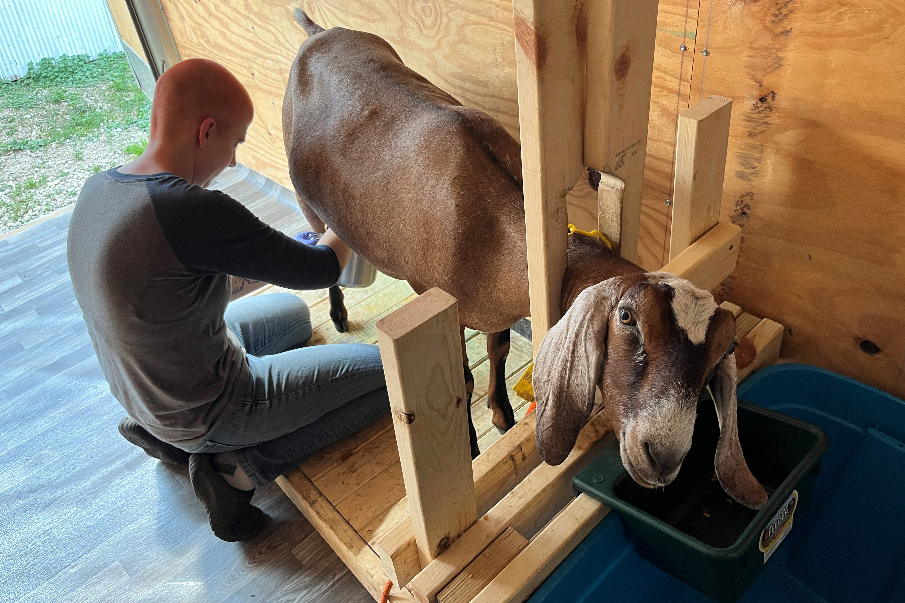 A photo of a woman milking a goat.