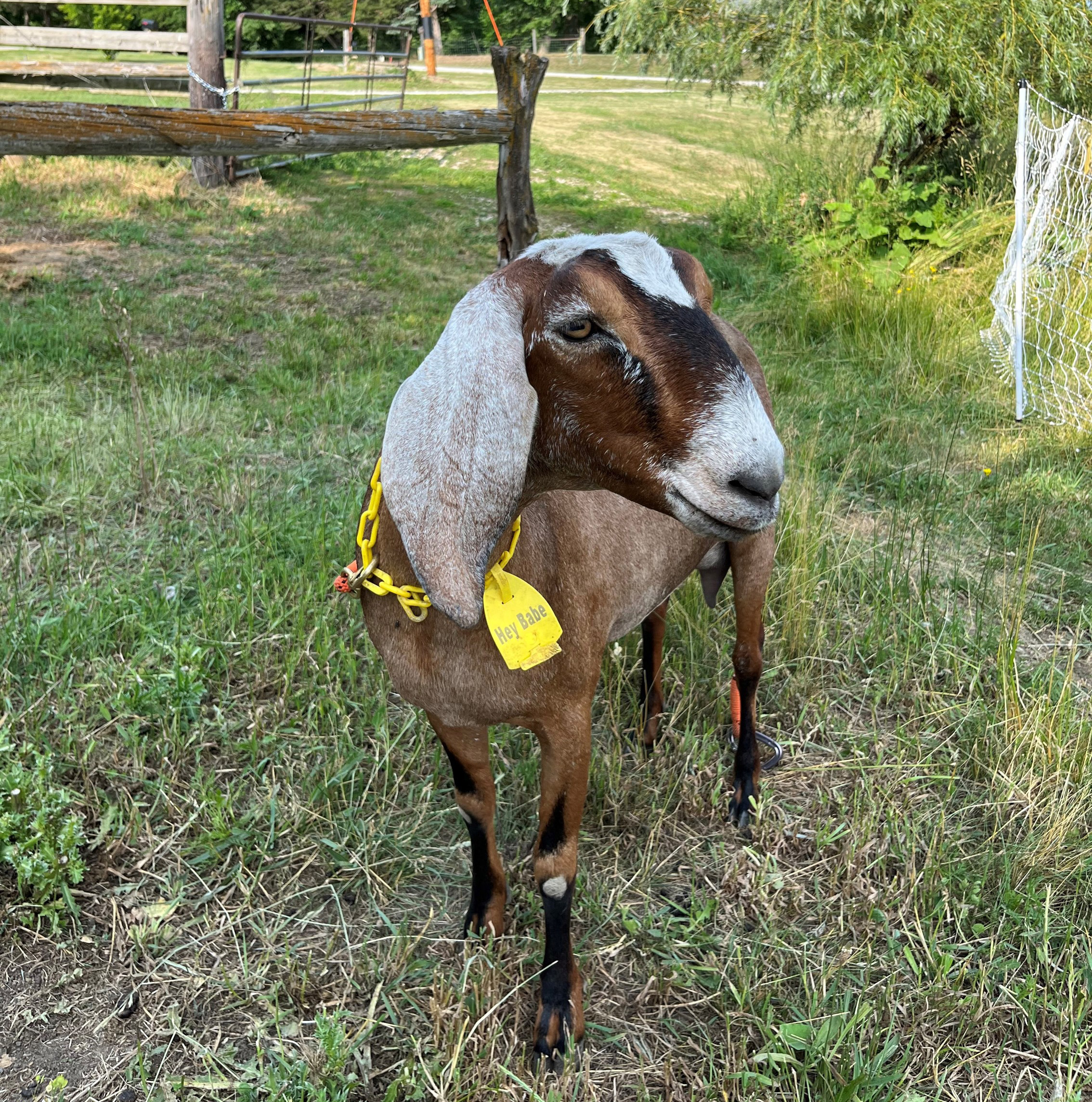 A photo of a goat outside.