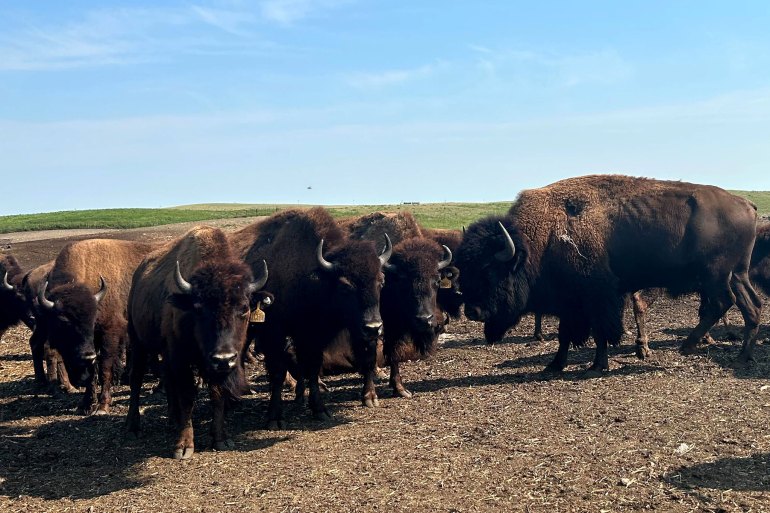 A herd of bison stand in a field.
