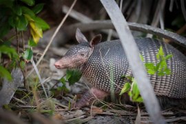 A photo of an armadillo outside.