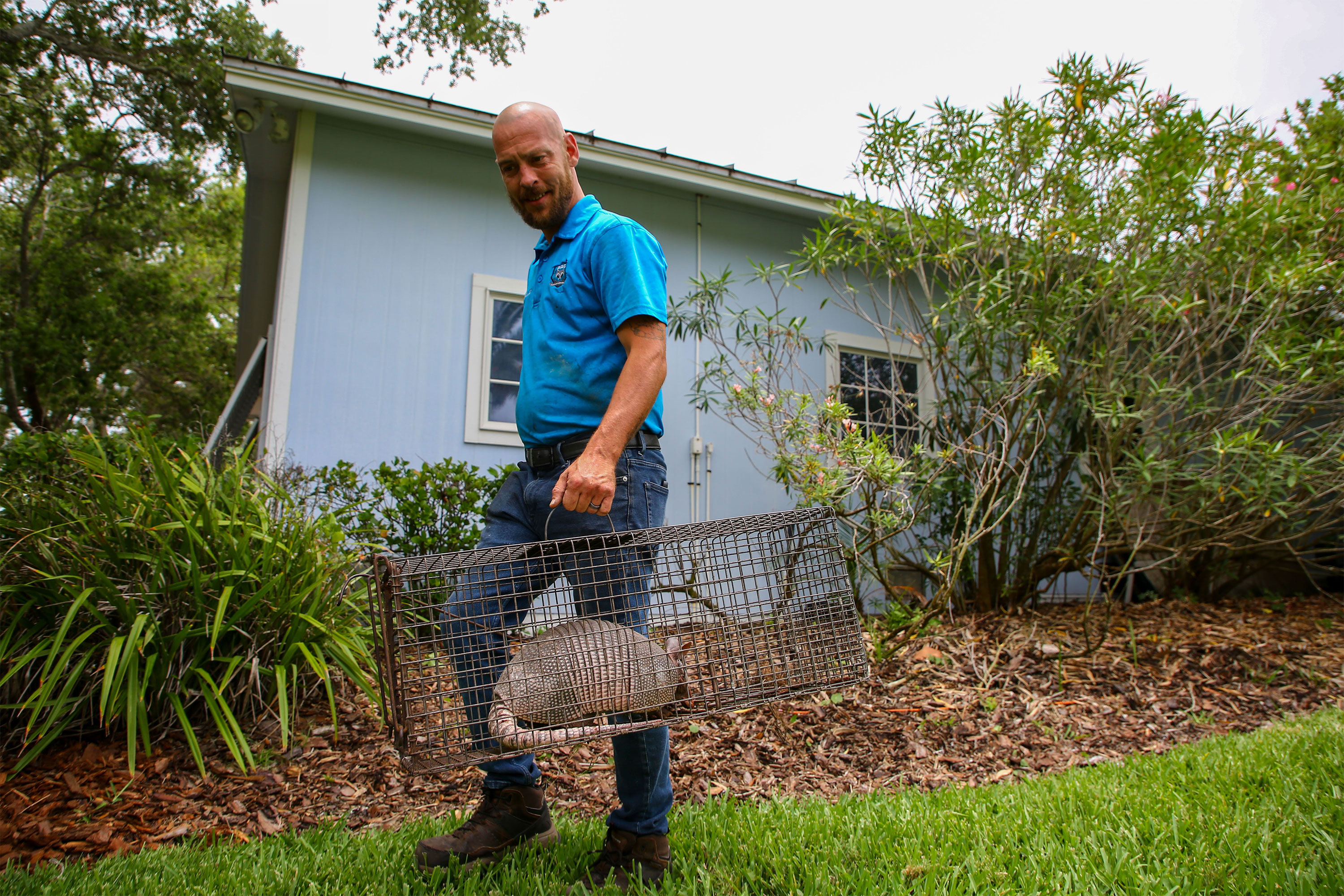 A photo of man walking while holding a caged with an armadillo in it.