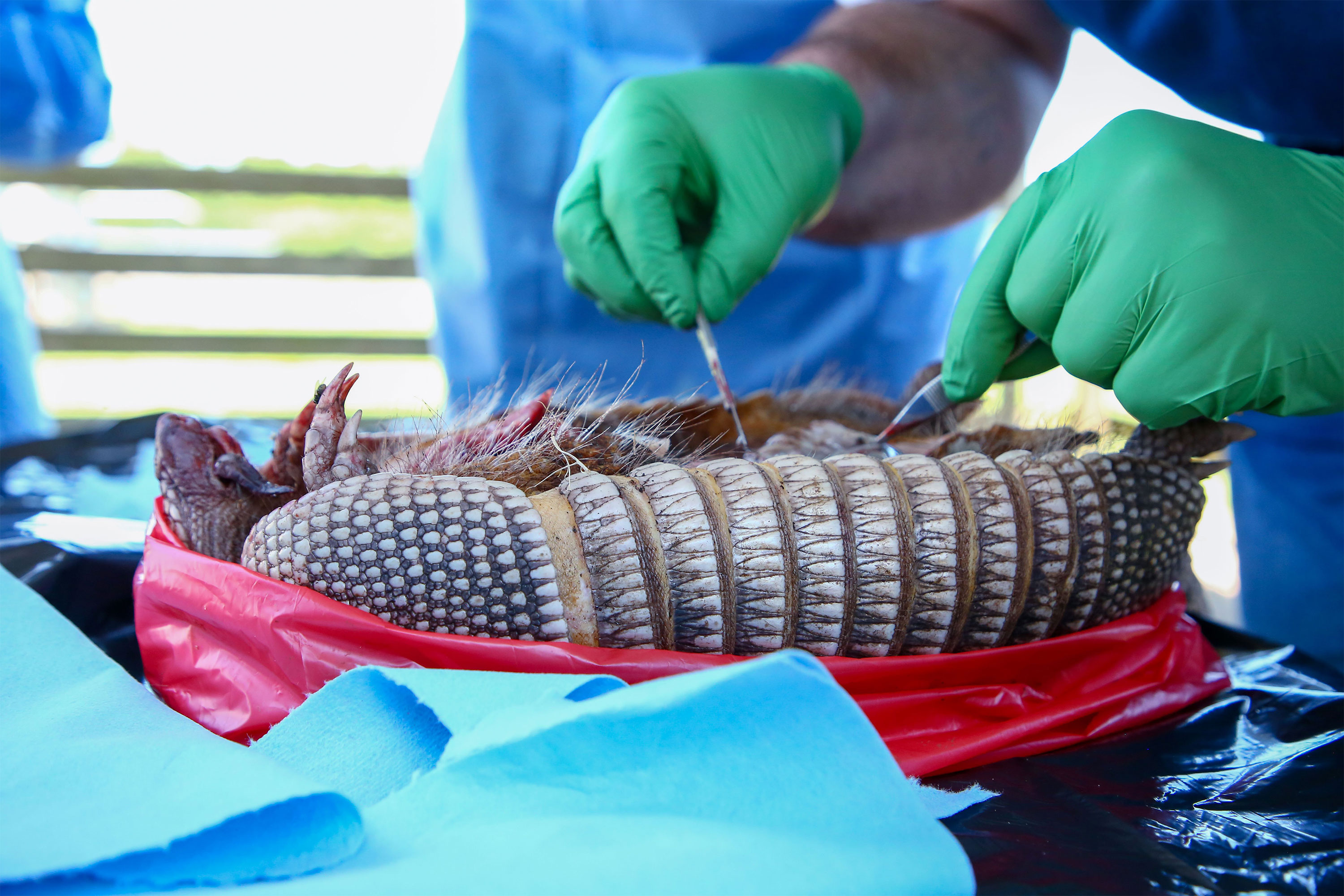 A photo of a veterinarian cutting open an armadillo.