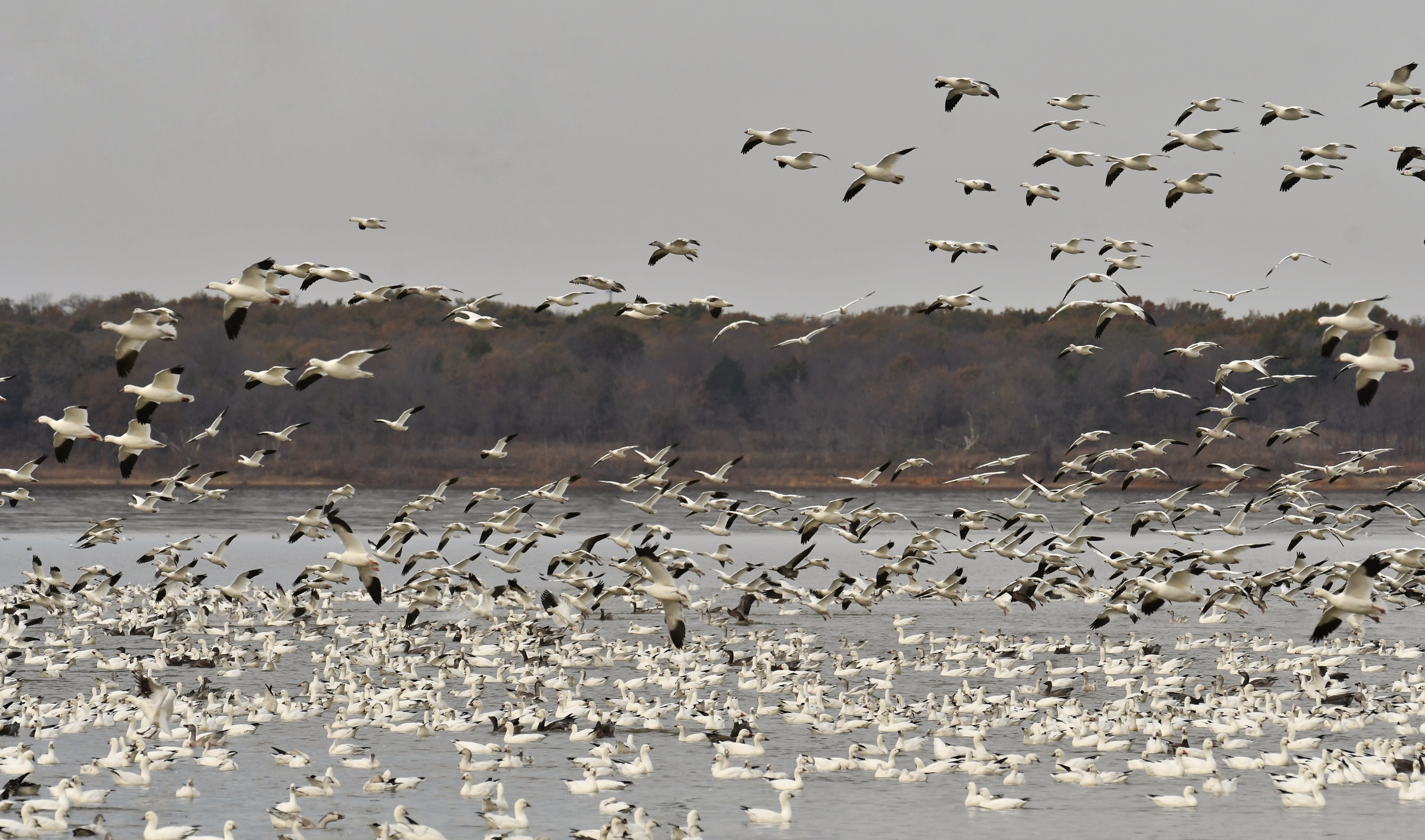 A photograph of a large flock of geese, which are white with black-tipped wings and orange beaks. Most are sitting in a body of water, while others have taken flight.
