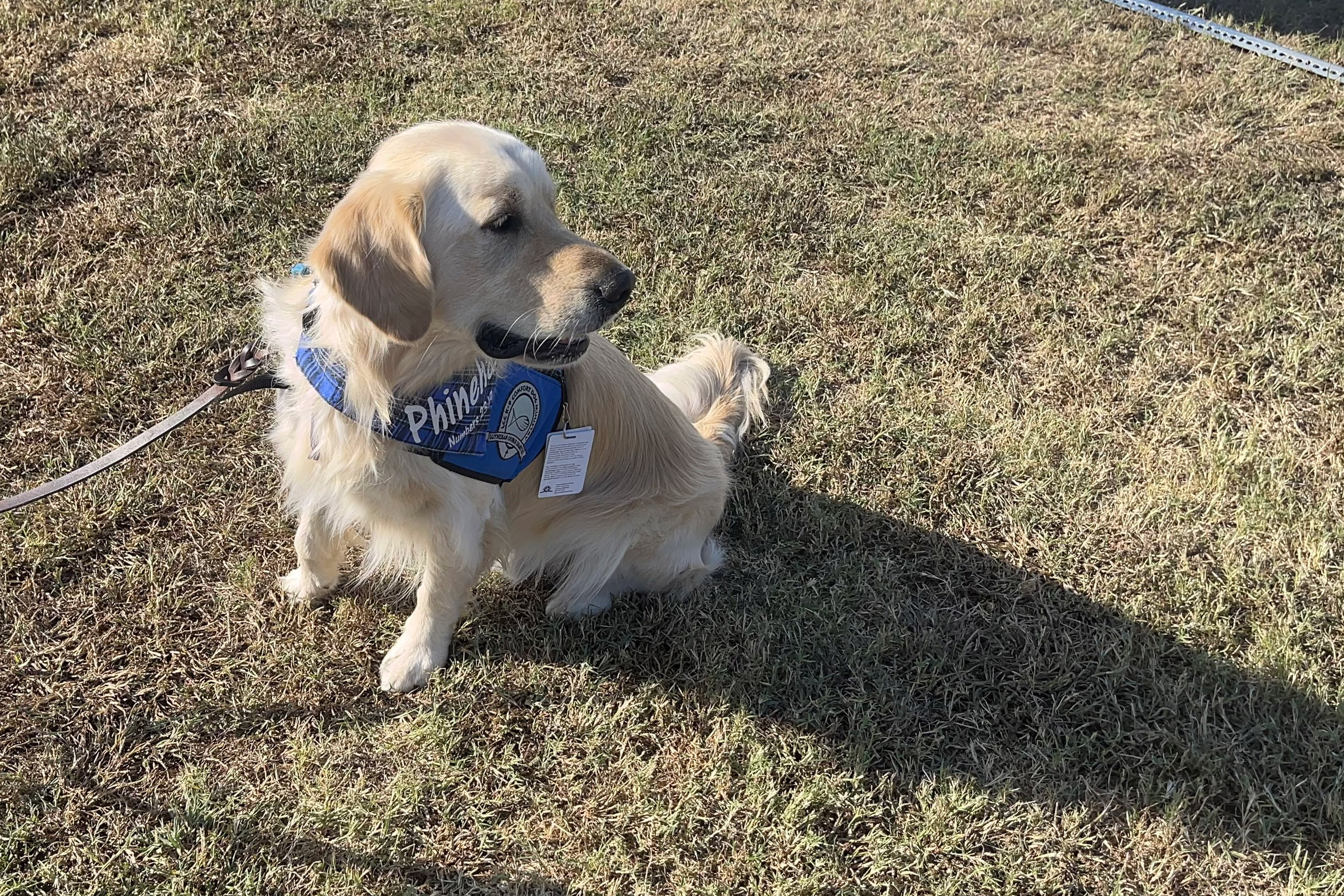 Foto de un golden retriever sentado afuera.