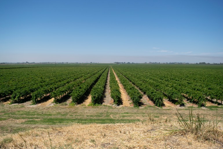 Rows of grape trees in a vineyard