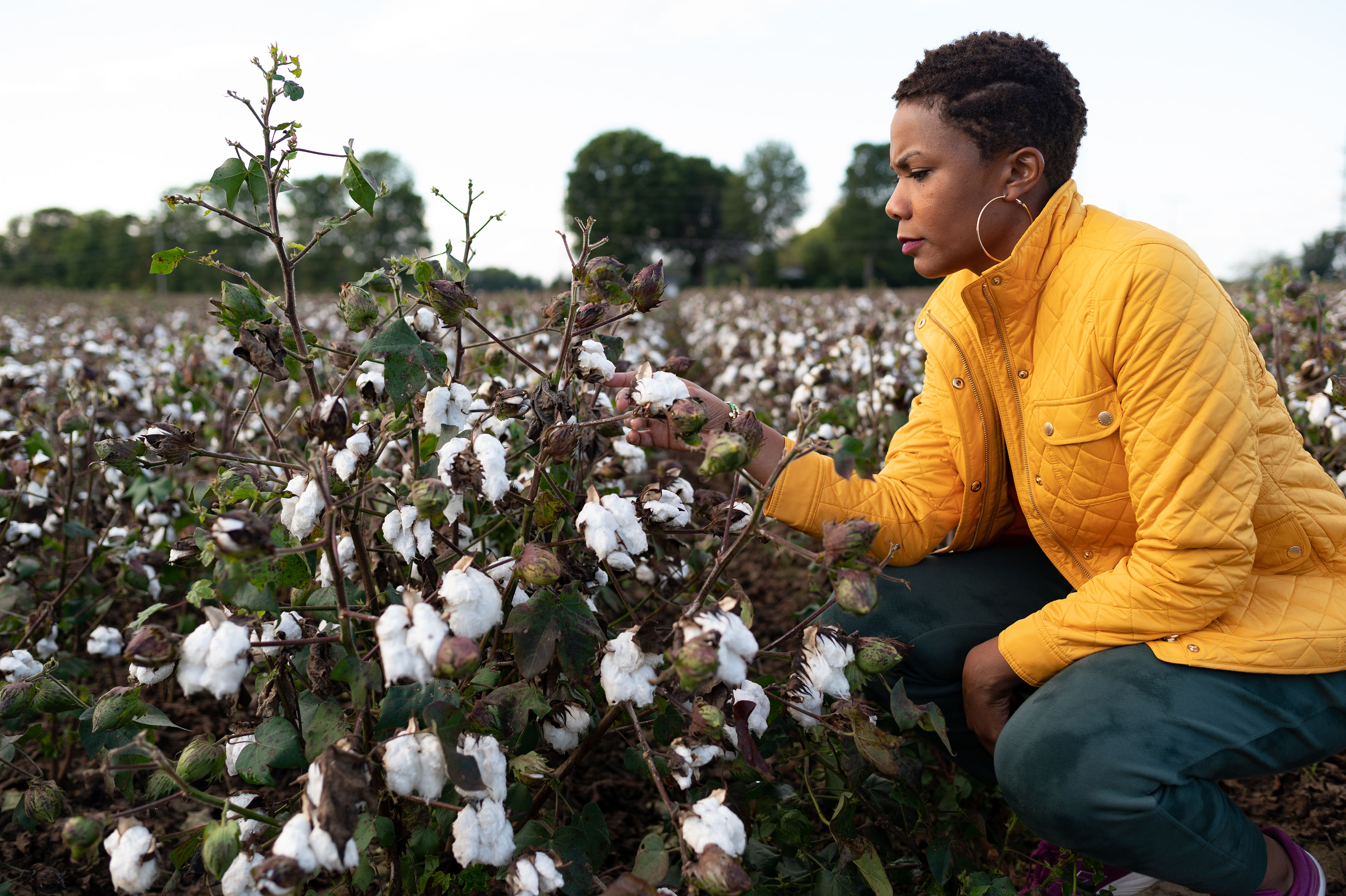 Cara Anthony kneels down besides a cotton plant and examines it.