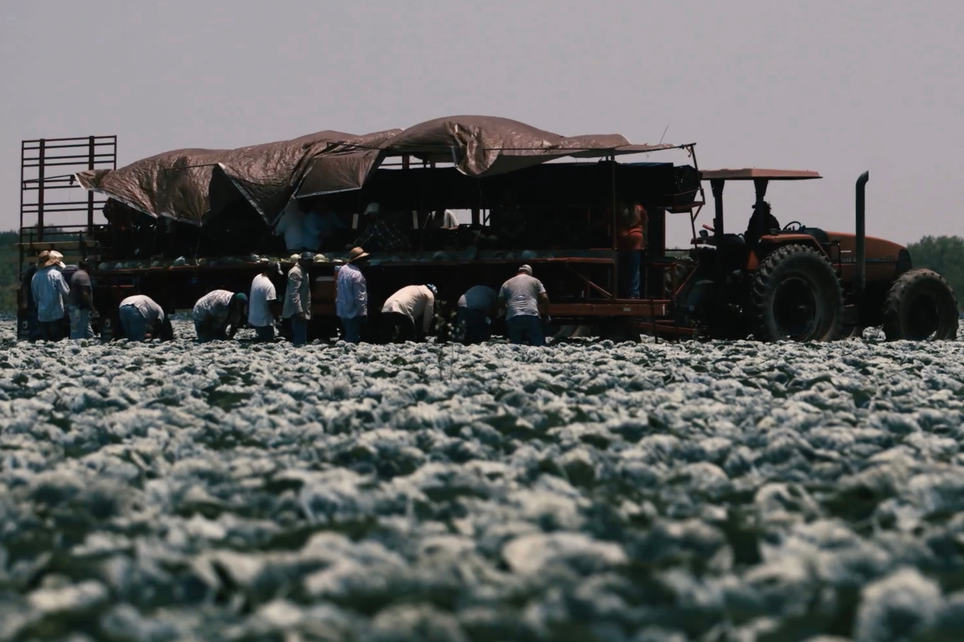 A photo of farmworkers working next to a row of tractors.