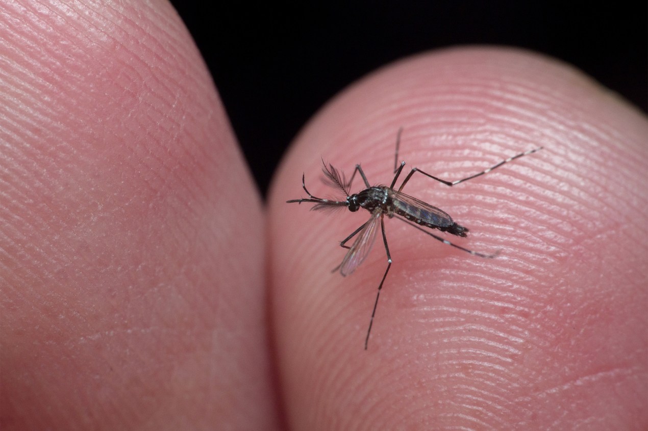 A close-up photo of an Aedes mosquito on a person's finger.