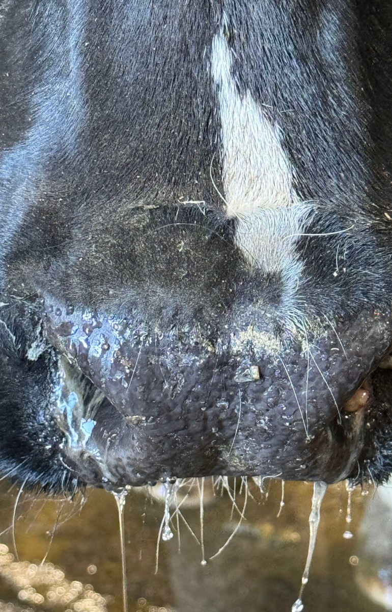 The runny nose of a different dairy cow on a farm with a bird flu outbreak.