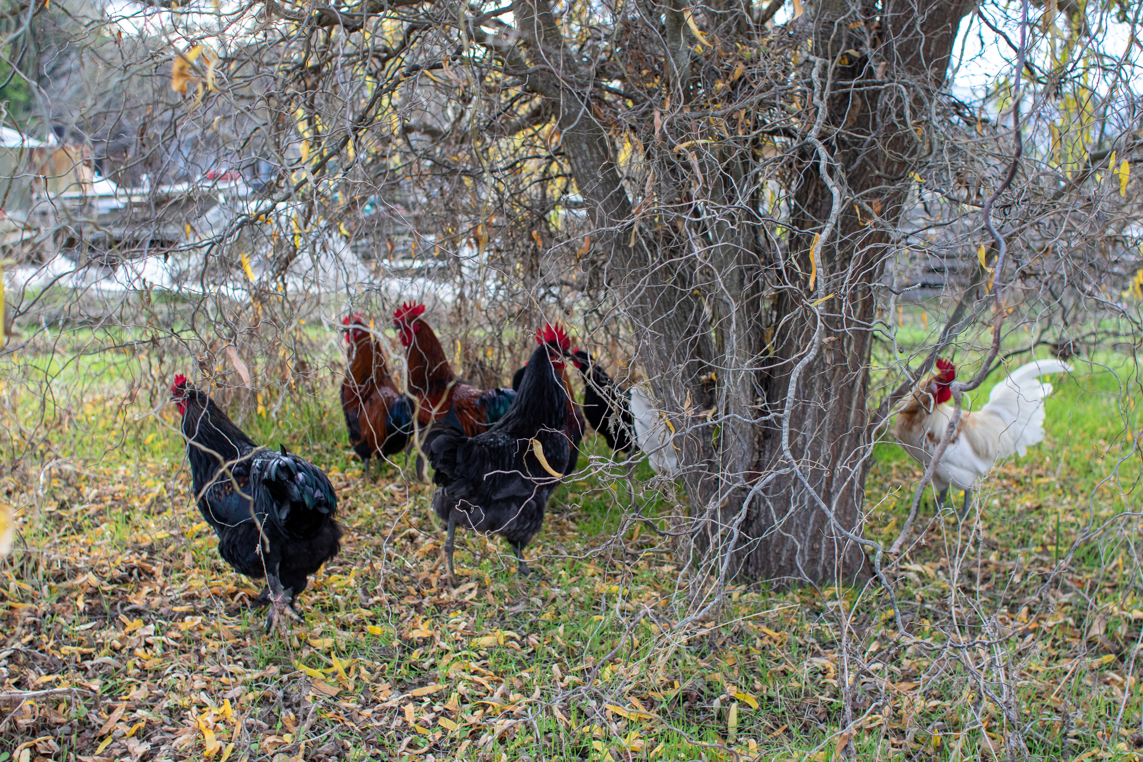 A photograph of a few chickens walking around freely in some shrubbery.