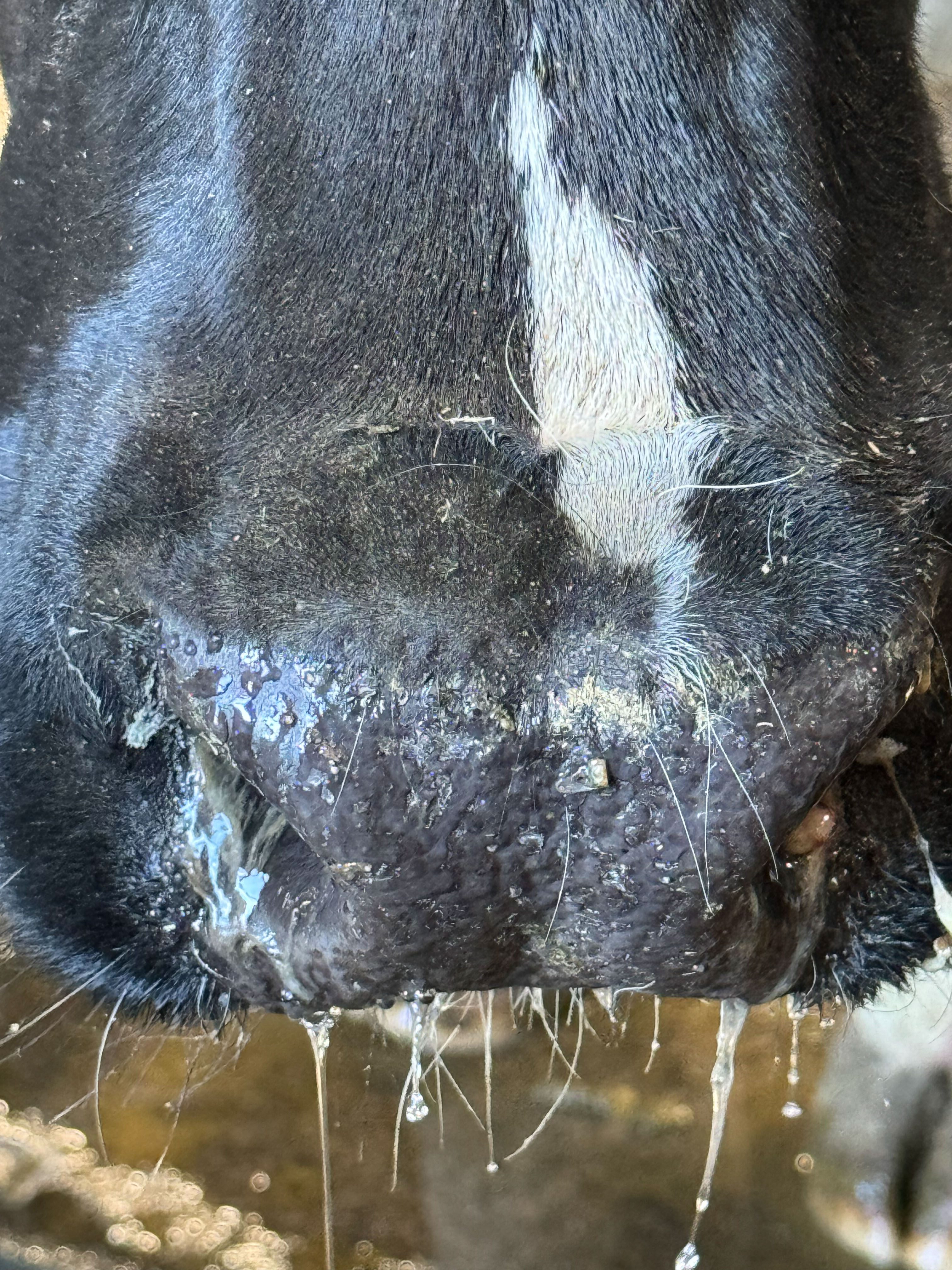 A close up of a black and white cow's nose with mucus running from the nostrils