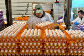 A man in a baseball cap and white coveralls moves crates of eggs. He is surrounded by dozens of crates of eggs.