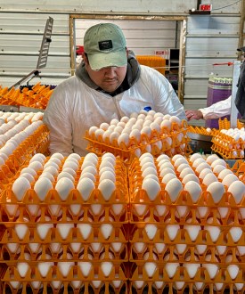 A man in a baseball cap and white coveralls moves crates of eggs. He is surrounded by dozens of crates of eggs.