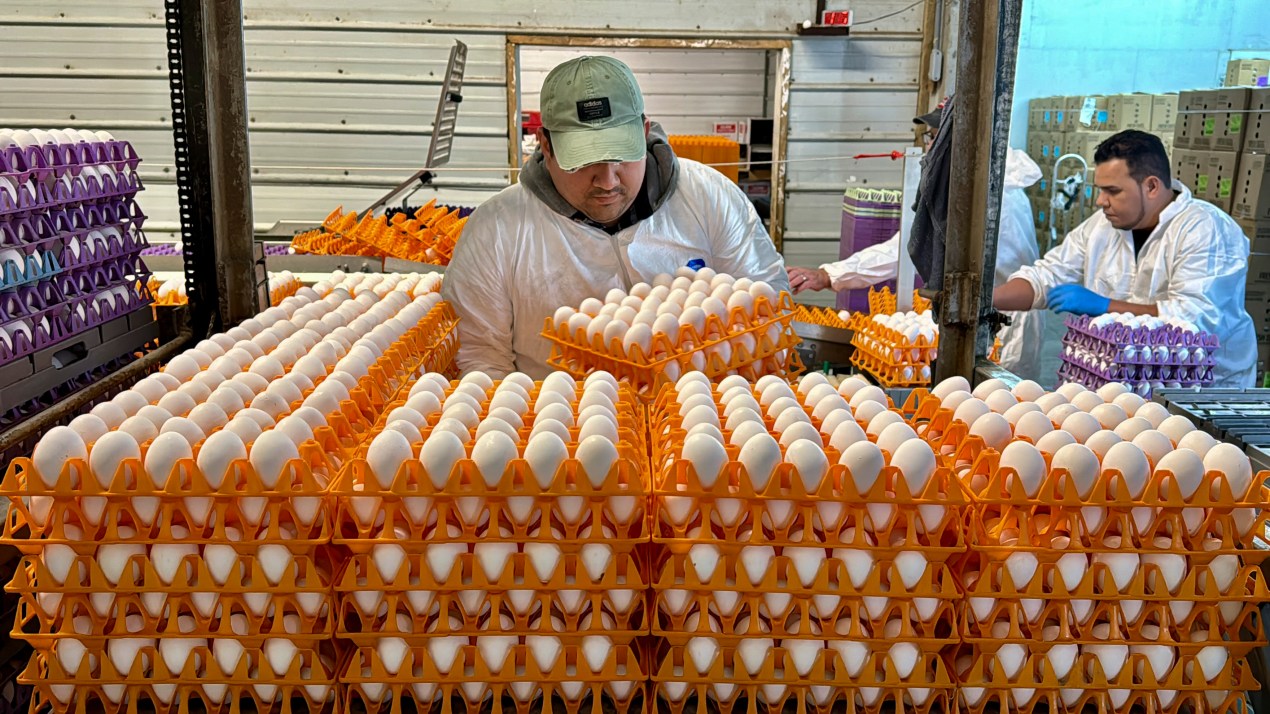 A man in a baseball cap and white coveralls moves crates of eggs. He is surrounded by dozens of crates of eggs.