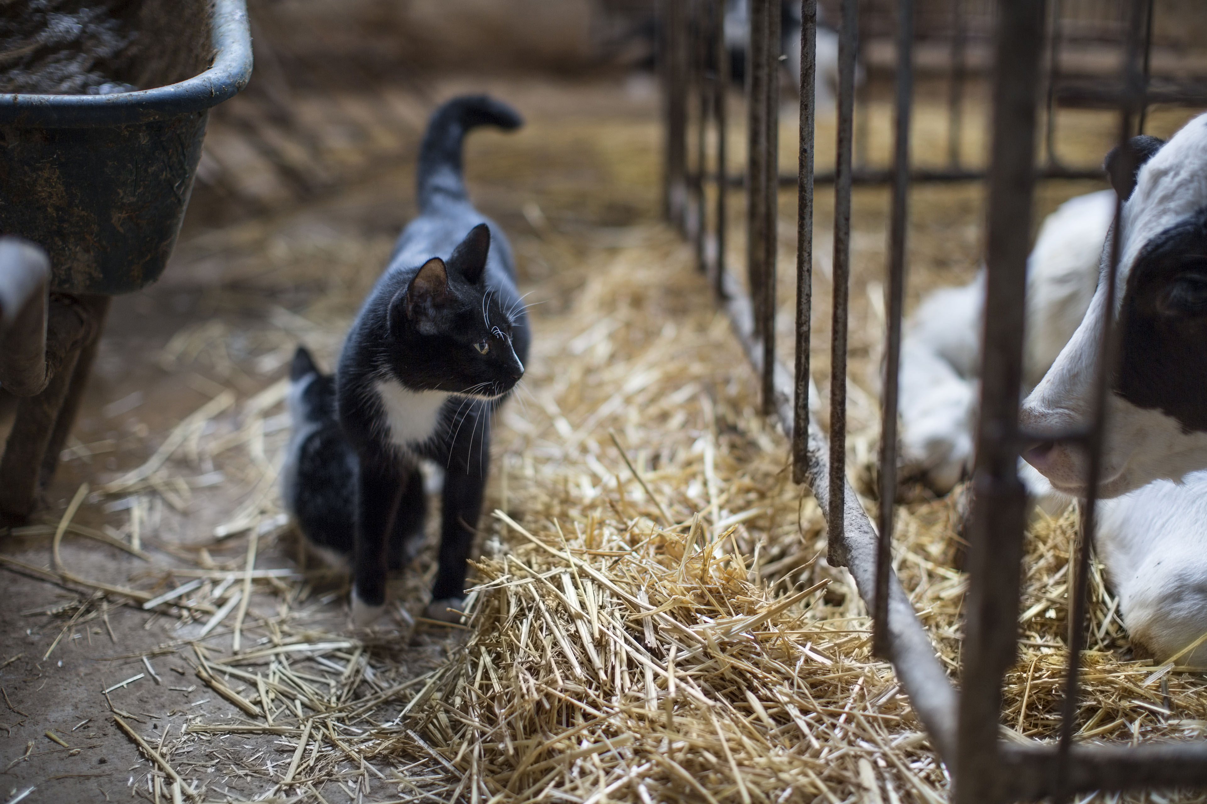 Un gato blanco y negro con un gatito a su lado mira a una vaca que yace en un lecho de paja.