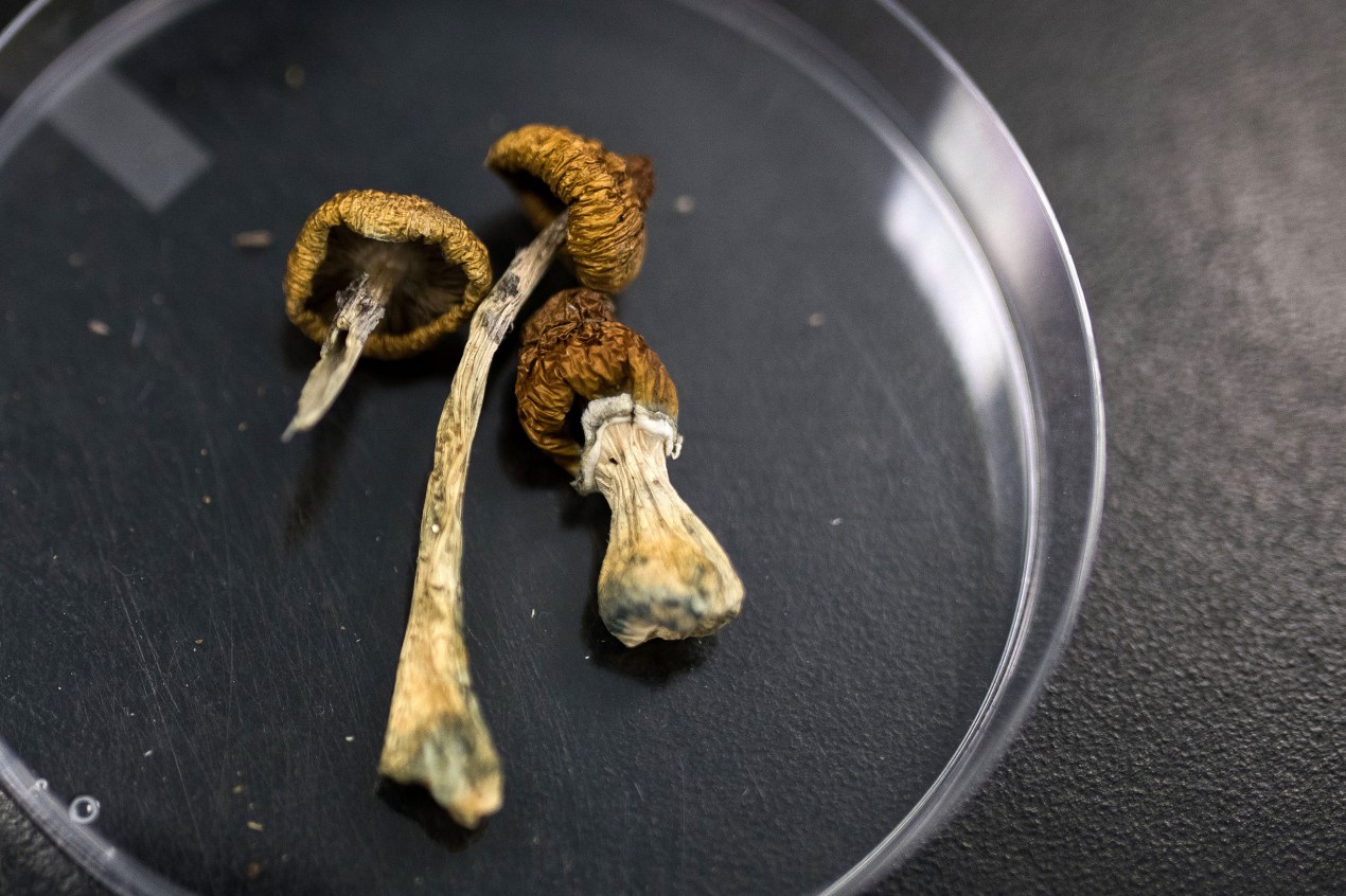 Dried psilocybin-containing mushrooms in a clear dish.