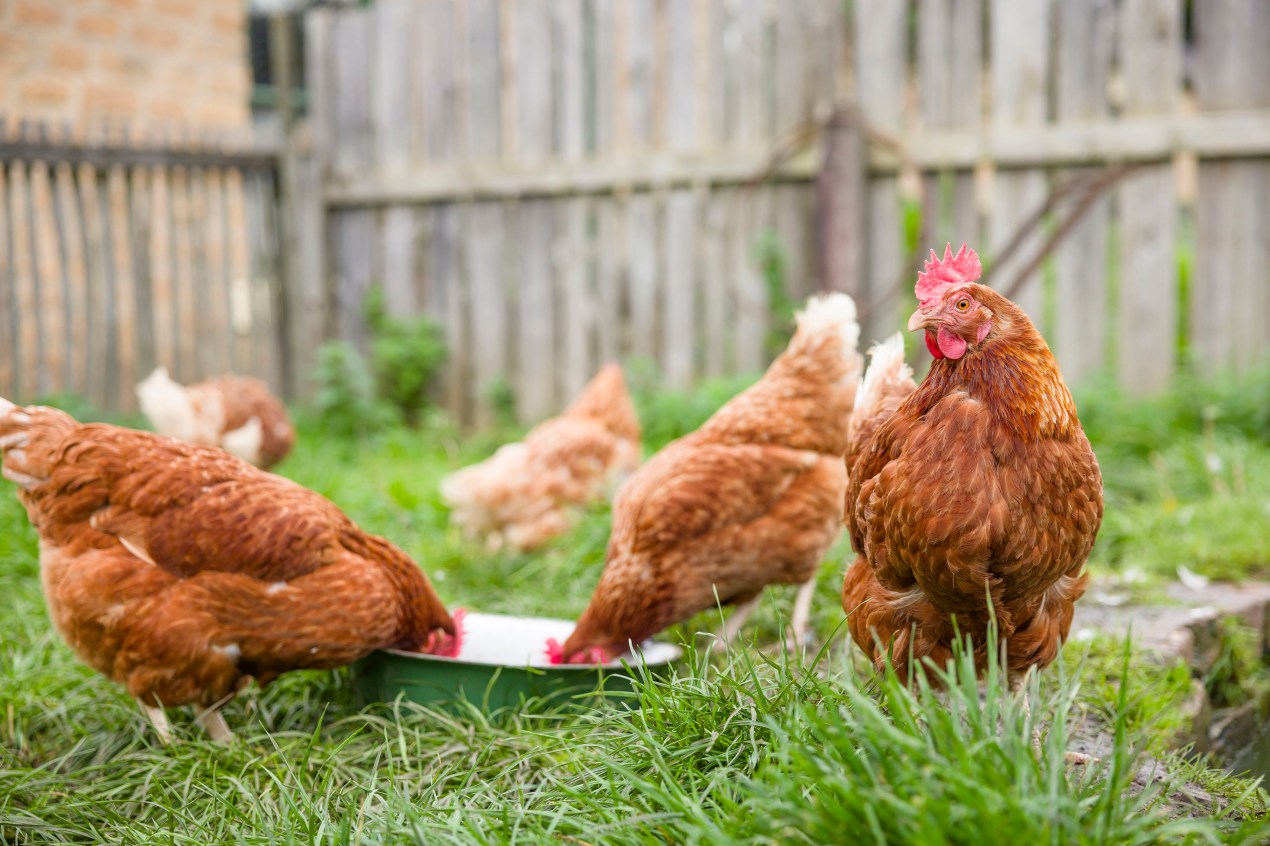 Chickens stand around a metal bowl in a residential backyard.