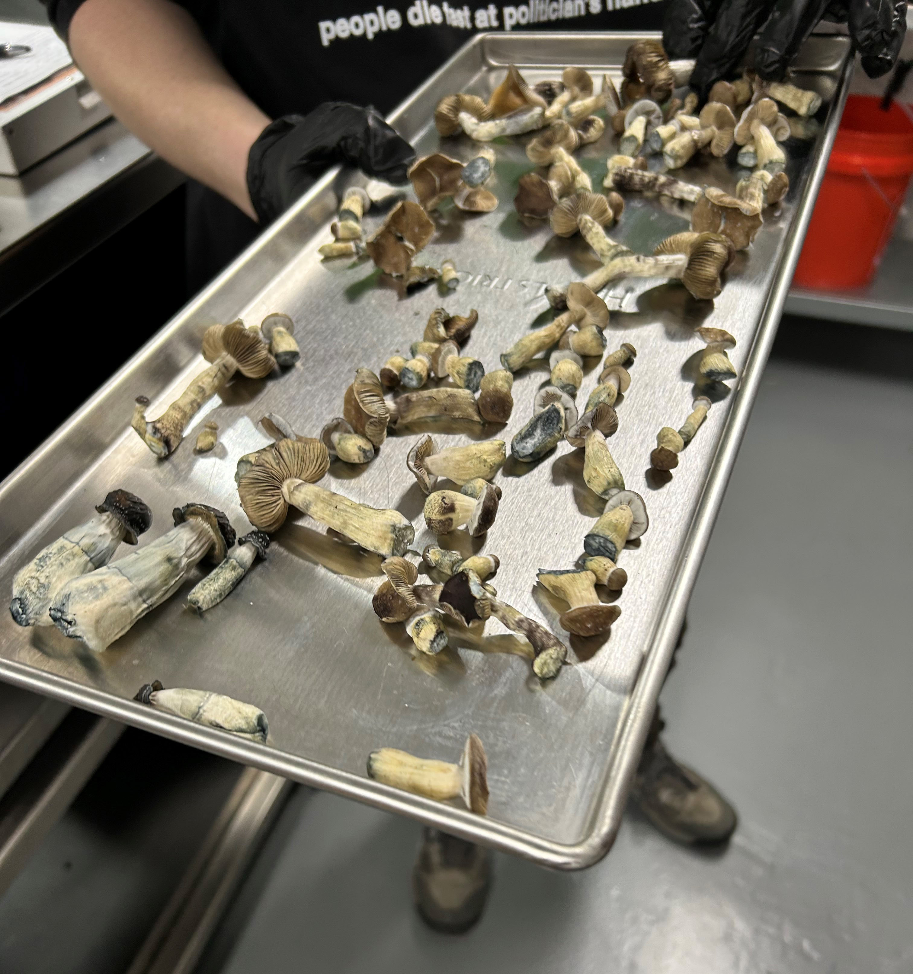 A sheet tray of psychedelic mushrooms is held by a man wearing a black rubber glove.