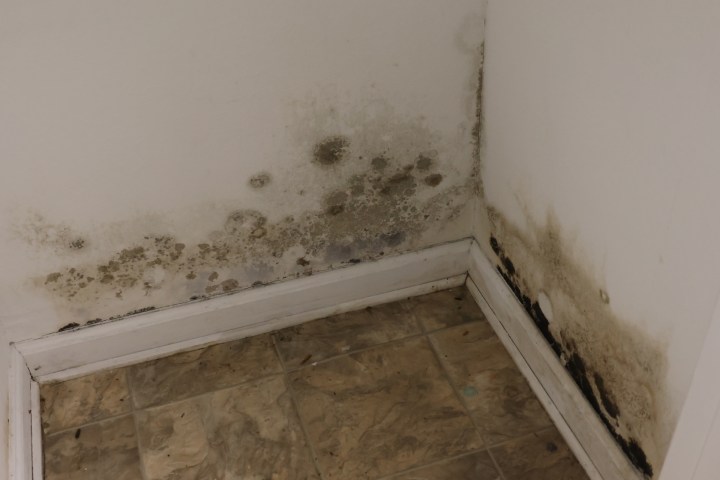 A photo of mold growing along the baseboard of two walls.