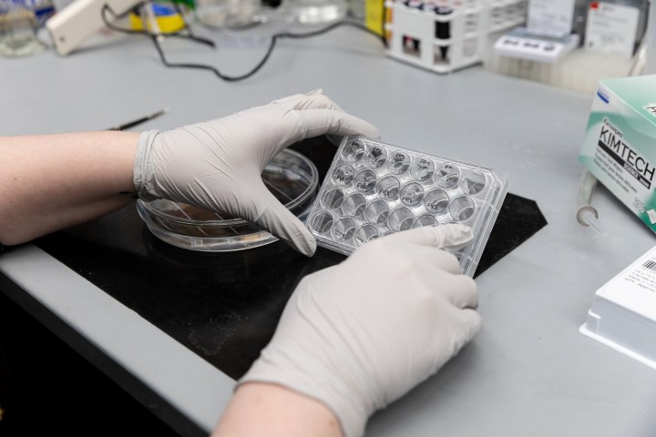Two gloved hands hold a sample tray in a lab.