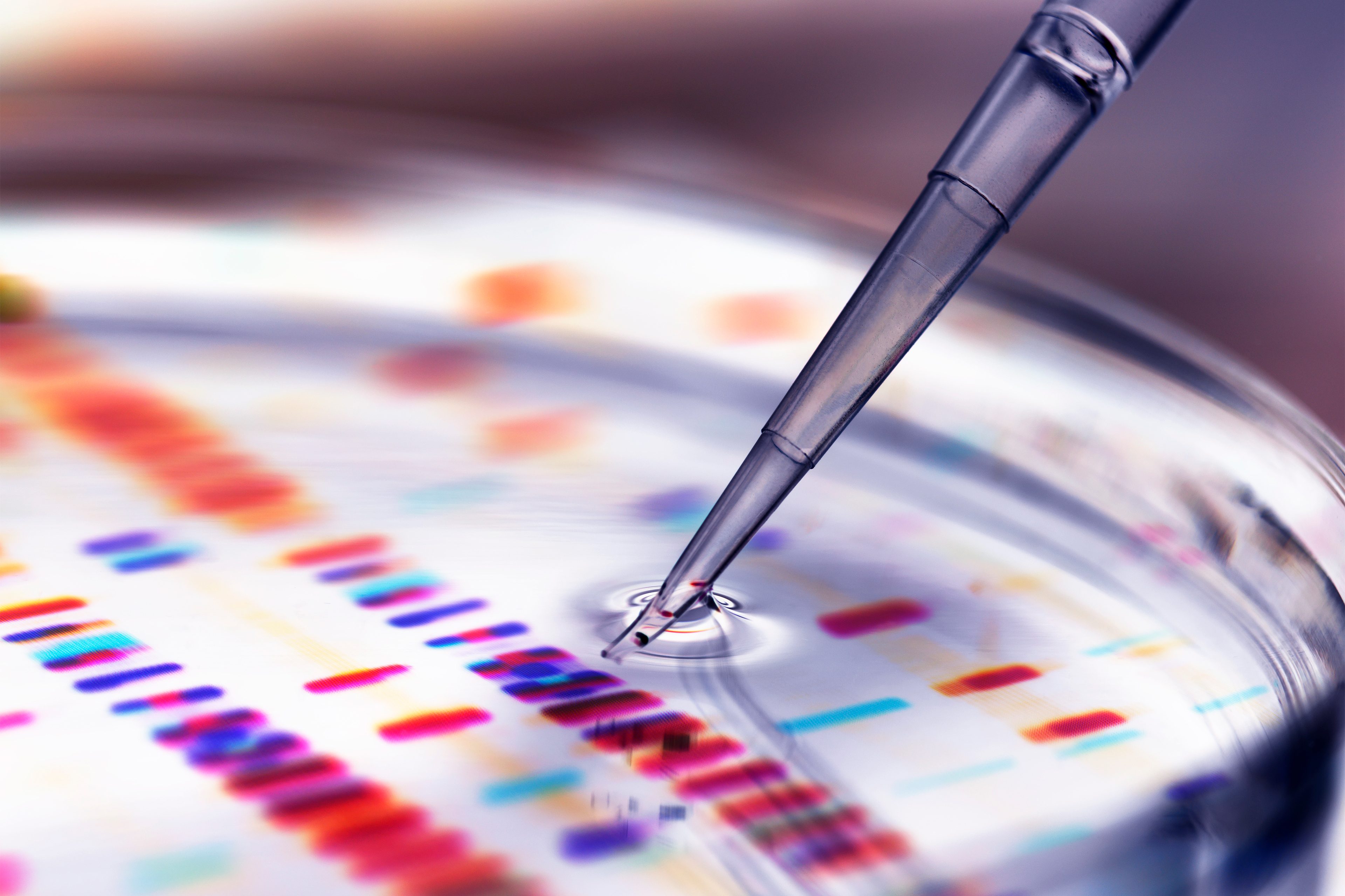 A close up photo shows a pipette extracting liquid from a petri dish. A colorful printout of DNA profiles is seen underneath the dish.