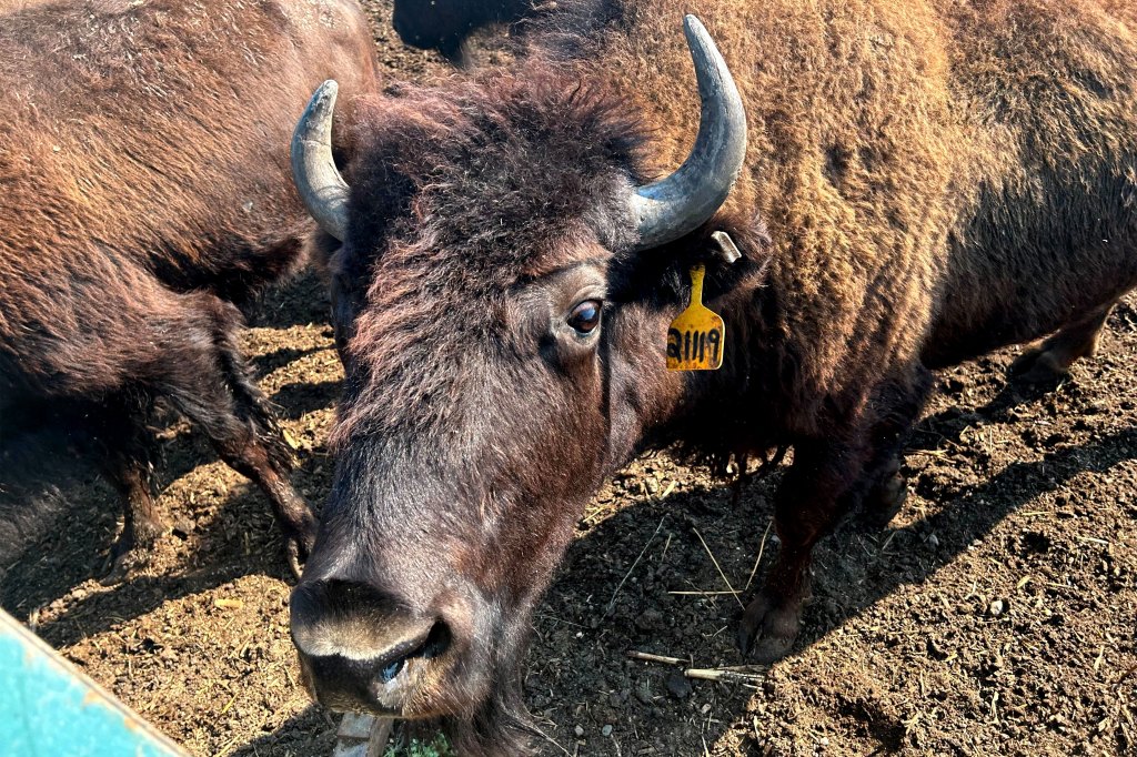 A close-up of a bison looking at the camera.