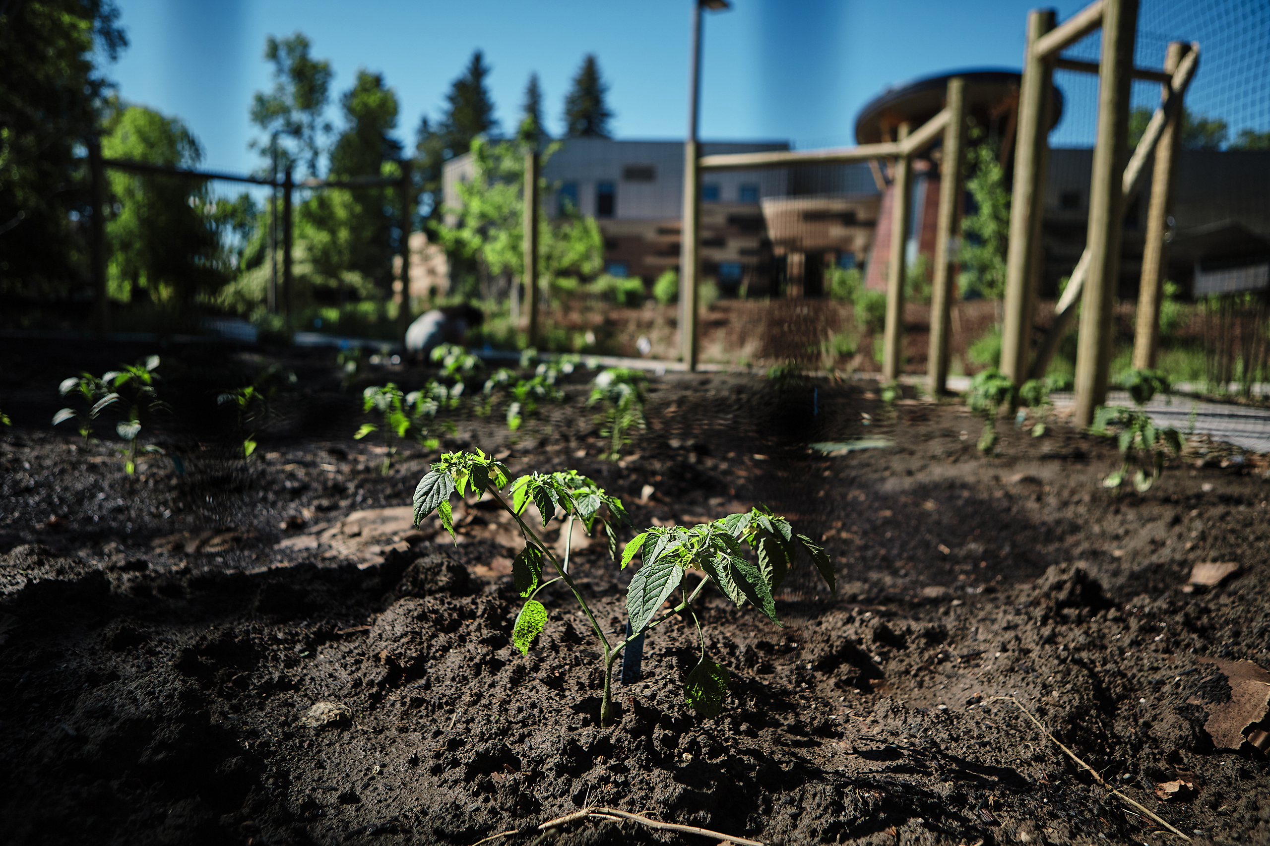 A small green, leafy plant grows out of dirt in a garden.