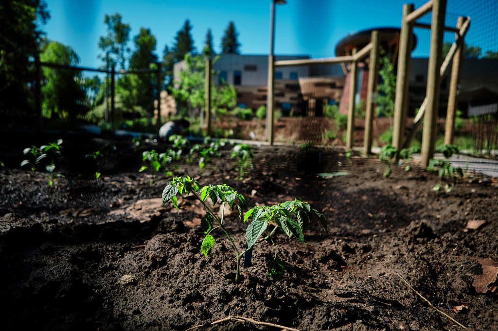 A small green, leafy plant grows out of dirt in a garden.