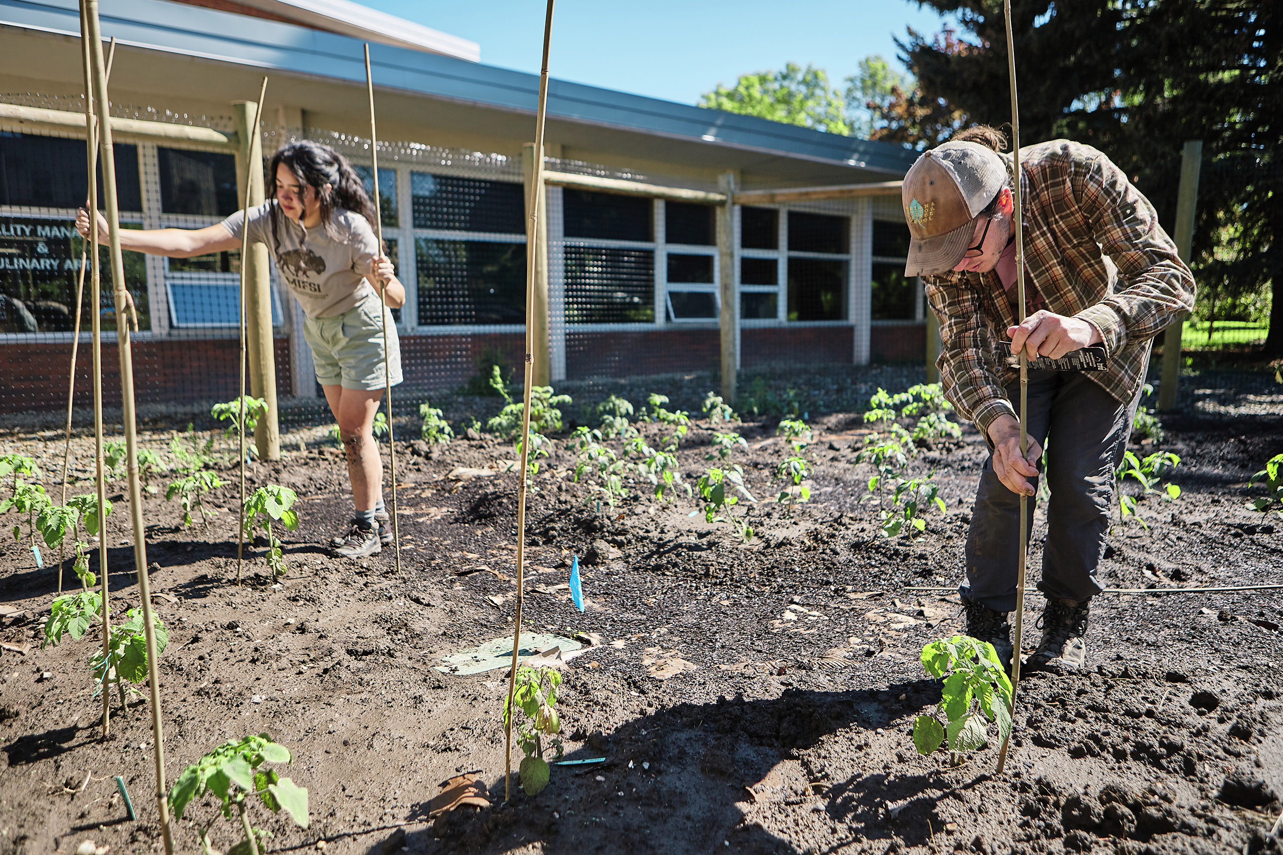 One woman in the foreground, wearing a baseball hat and plaid shirt, places a stake next to a small green plant in a garden. In the background, another woman holds two stakes in the garden.