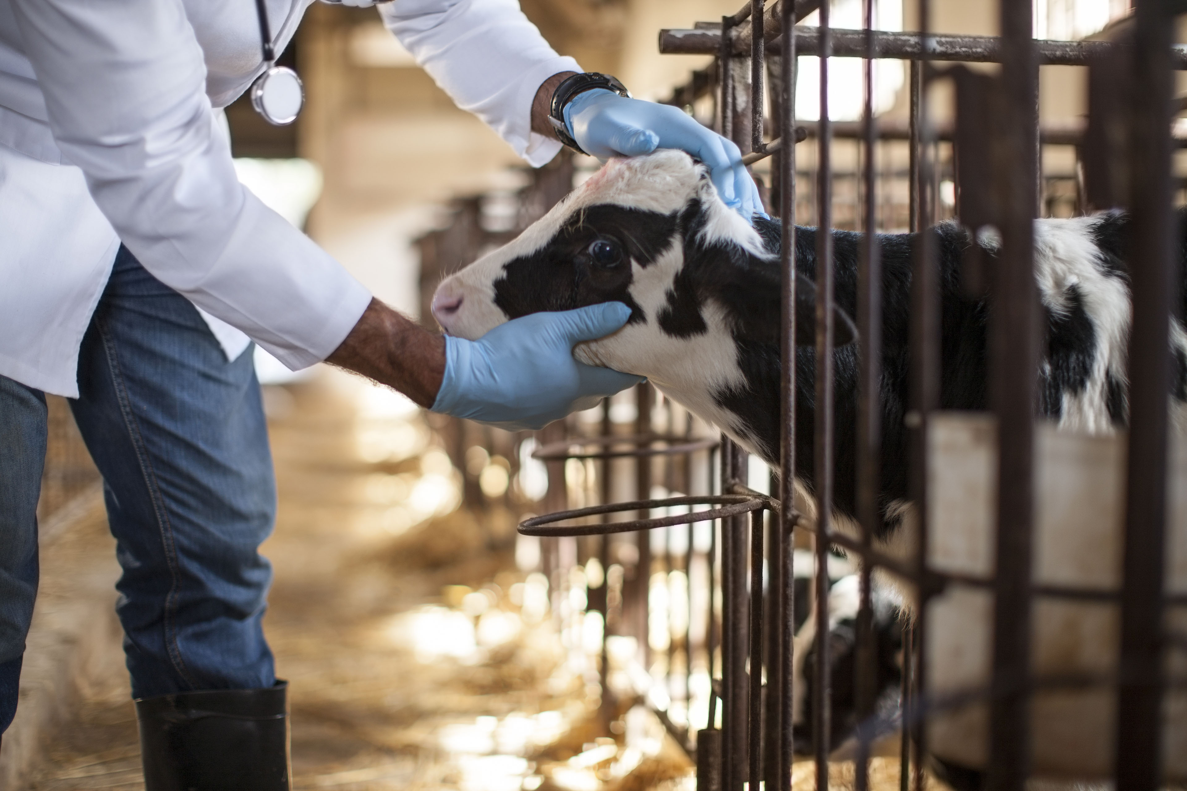 A veterinarian examines the head of a calf in a barn.