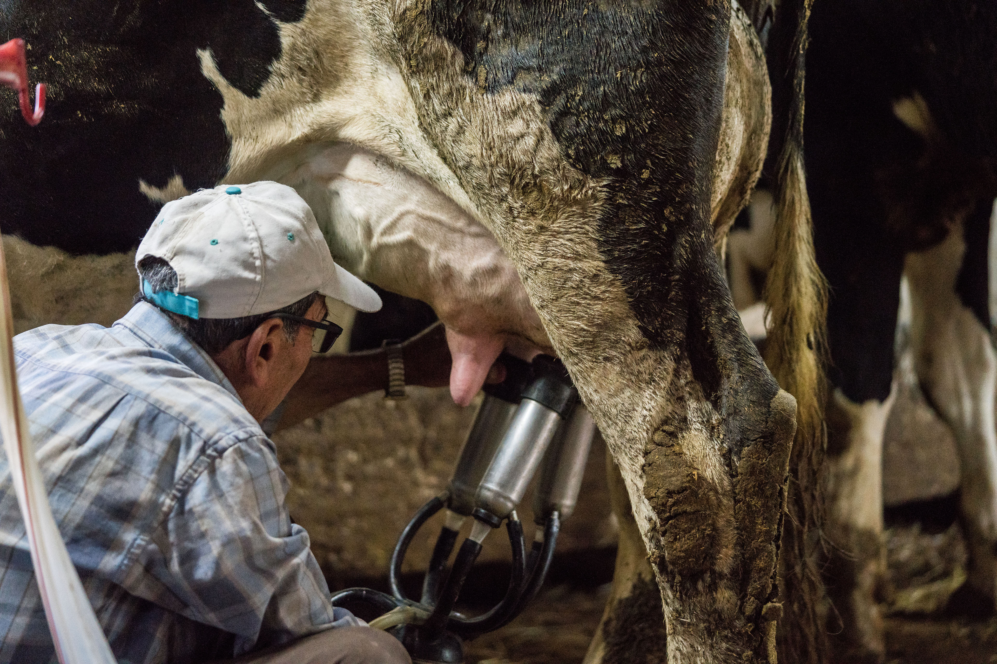 A photo of a farmworker milking a cow.