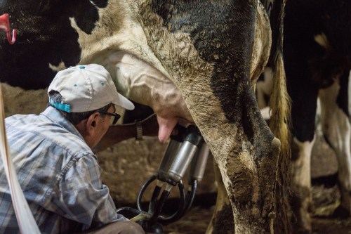 A photo of a farmworker milking a cow.