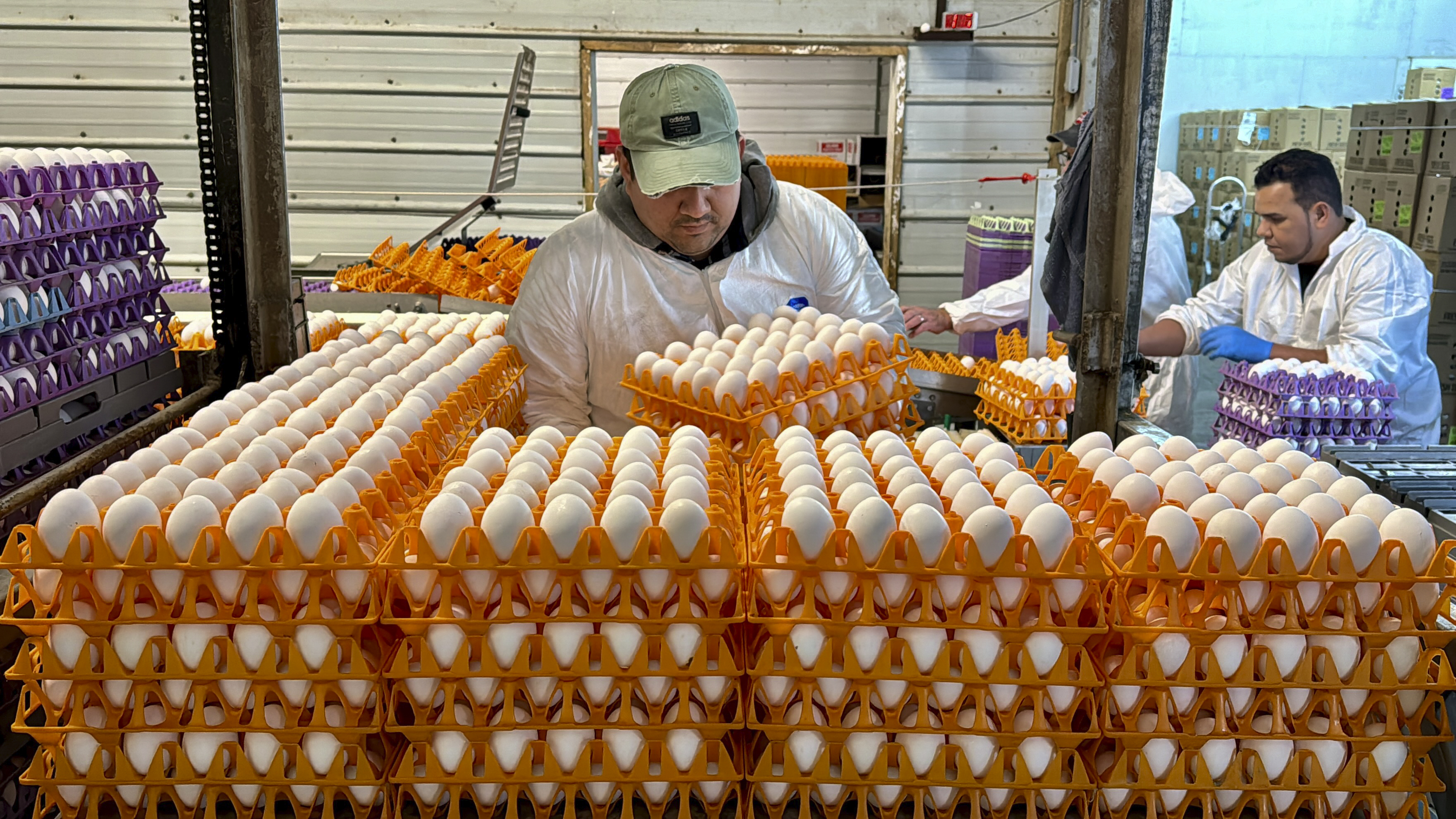 A man in a baseball cap and white coveralls moves crates of eggs. He is surrounded by dozens of crates of eggs.