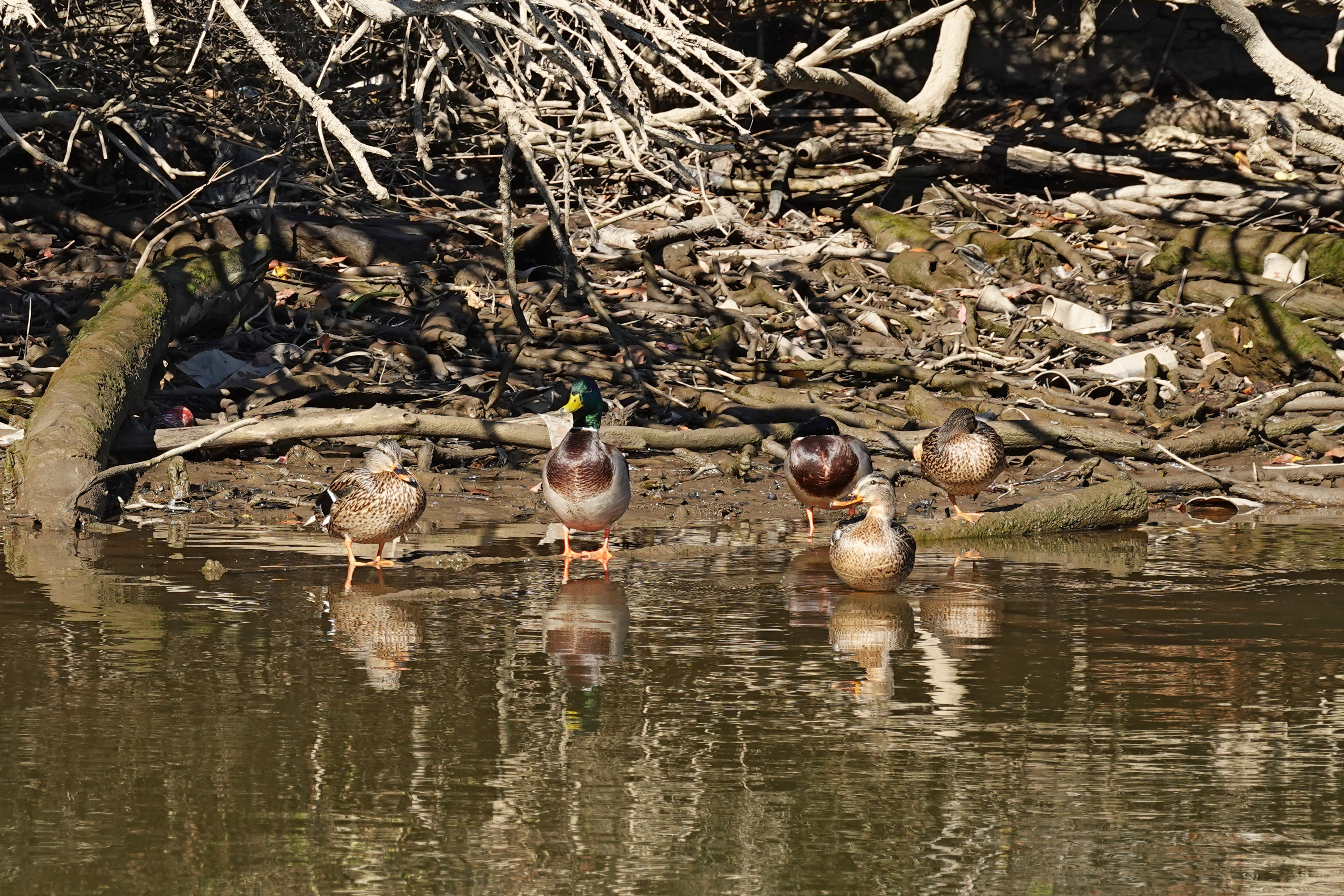 An environmental photo showing where river water meets land. Five Mallard ducks, two males and three females, stand with their feet in the water. It is a sunny day.