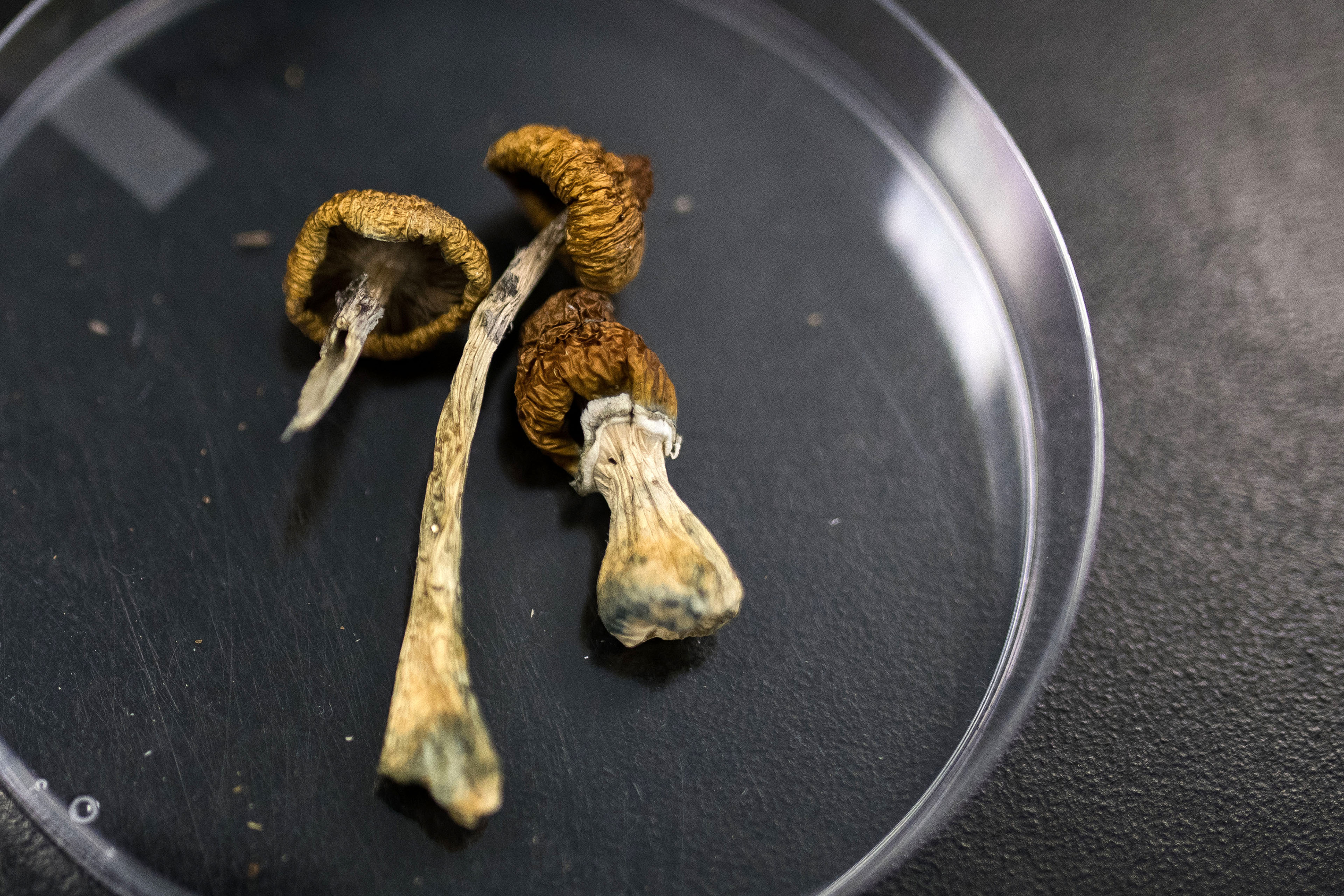 Dried psilocybin-containing mushrooms in a clear dish.
