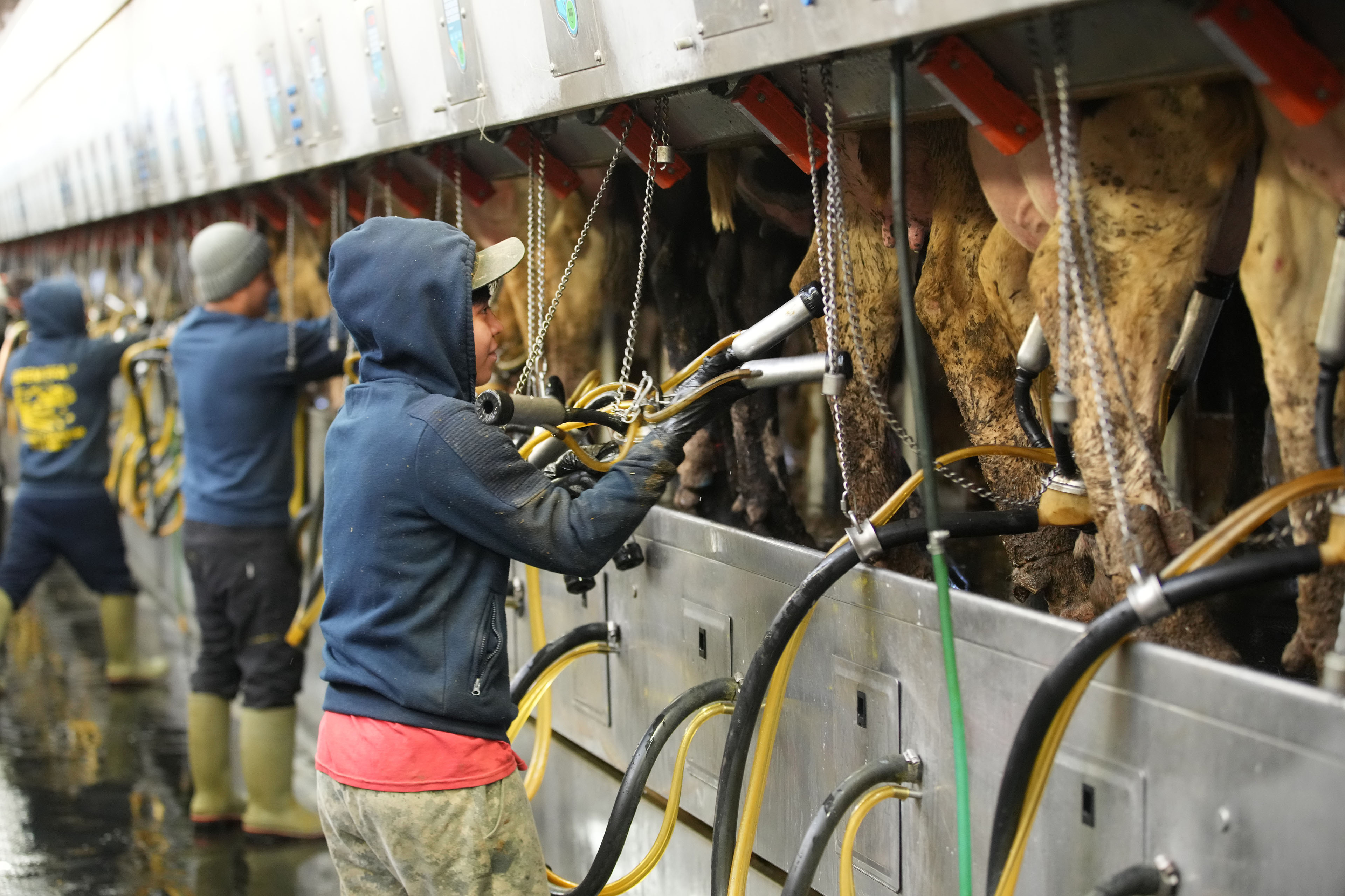 A line of cows are hooked up to milking machines at a dairy farm. The side profiles of two farmworkers are visible attending to the cows.