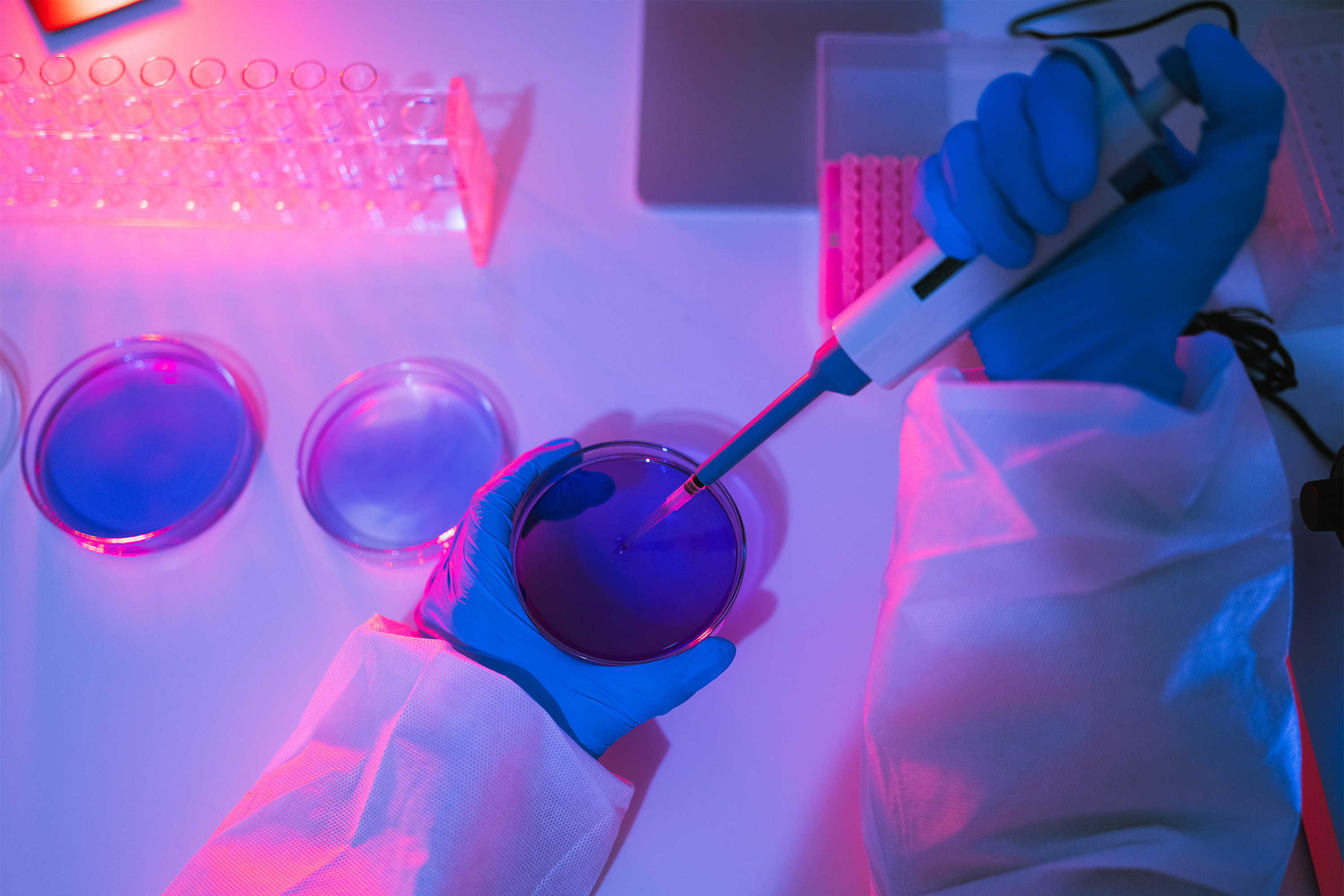 A photo of a scientist's gloved hands using a pipette to take a sample from a petri dish.