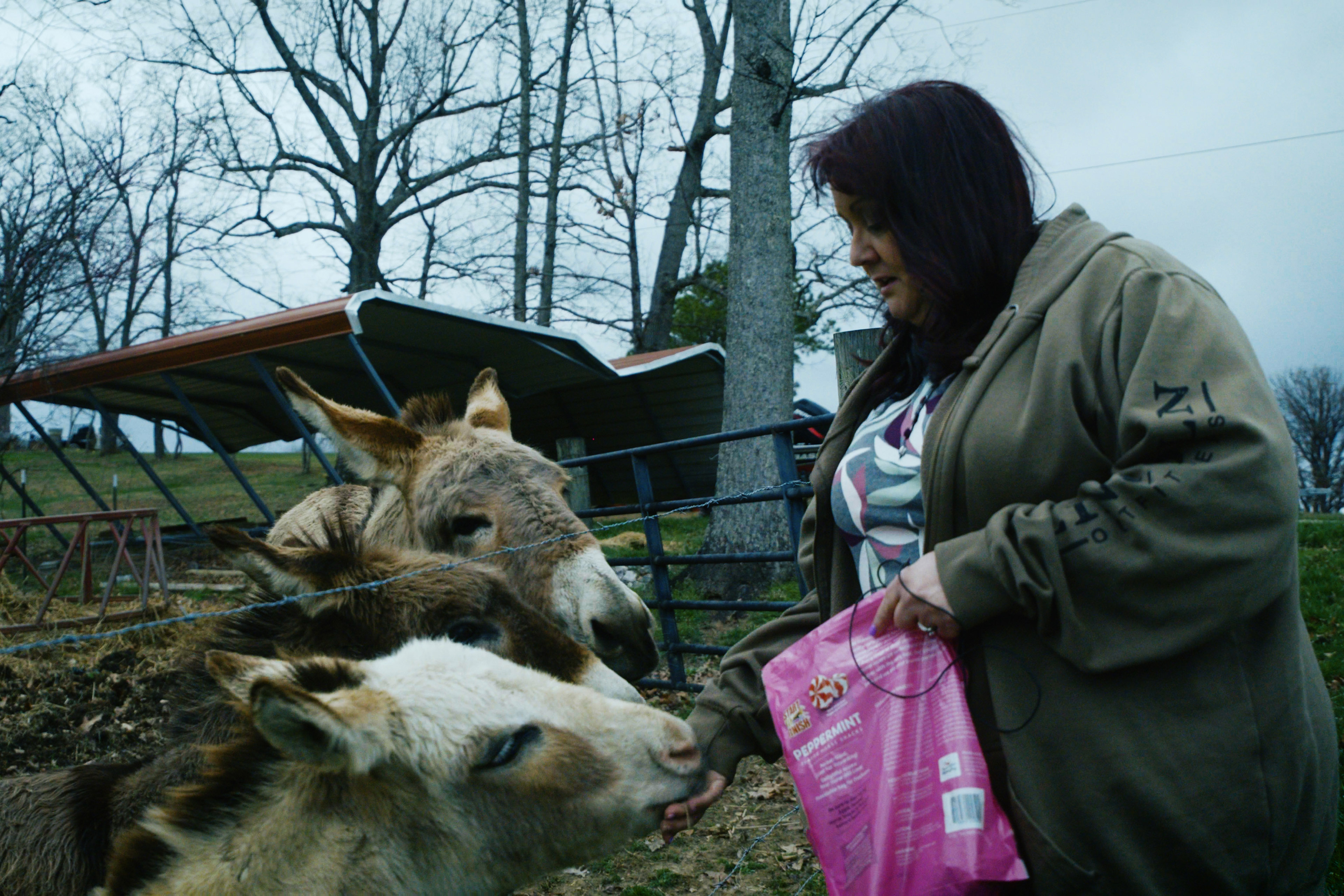 A woman with dark hair, wearing a coat, feeds donkeys in a fenced-in enclosure