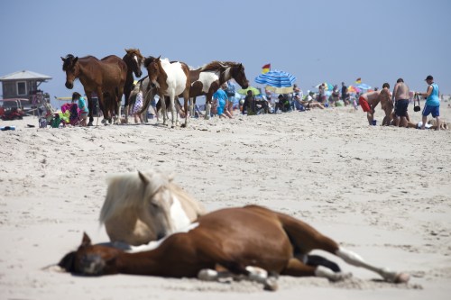 A photo of a federal beach littered with sunbathers. Wild horses roam among the crowd. A pair of horses lie in the sand in the foreground.