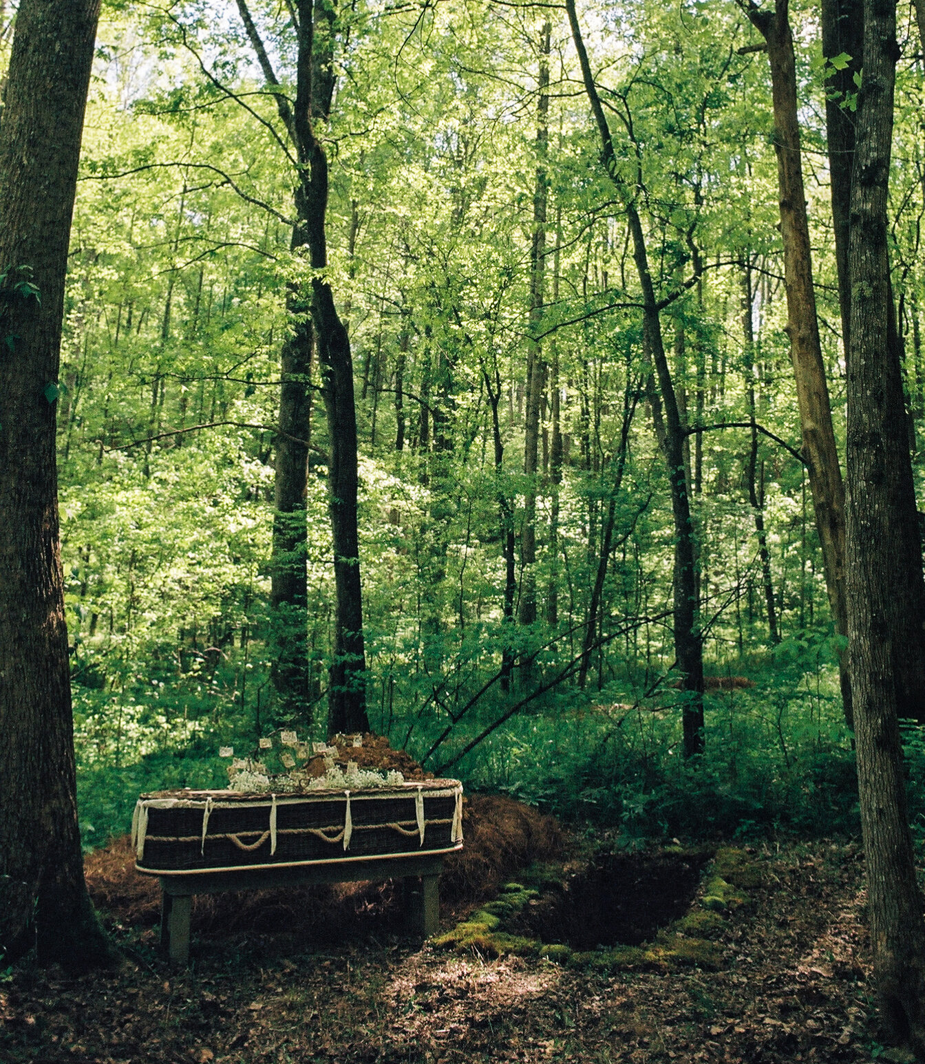 A coffin is placed in a forest surrounded by trees