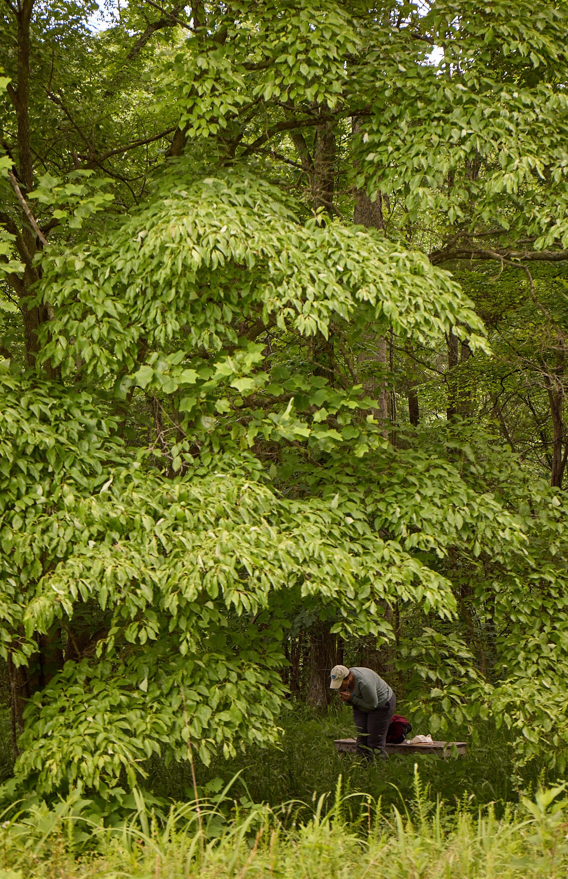 A lone person stands beneath a tree in a forest, visiting a green grave site