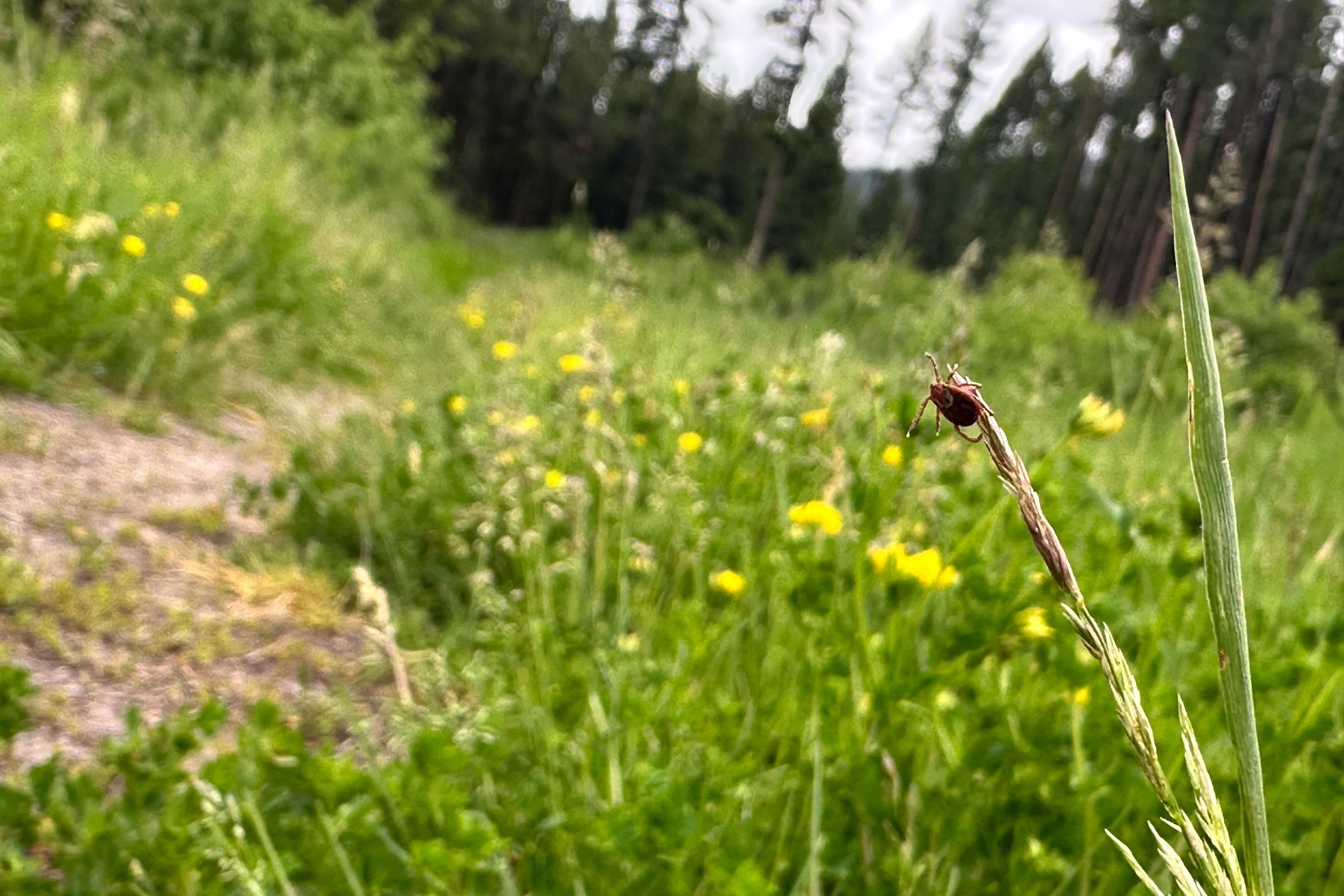 An up close photograph of a Rocky Mountain Wood tick clinging to a tall blade of grass.