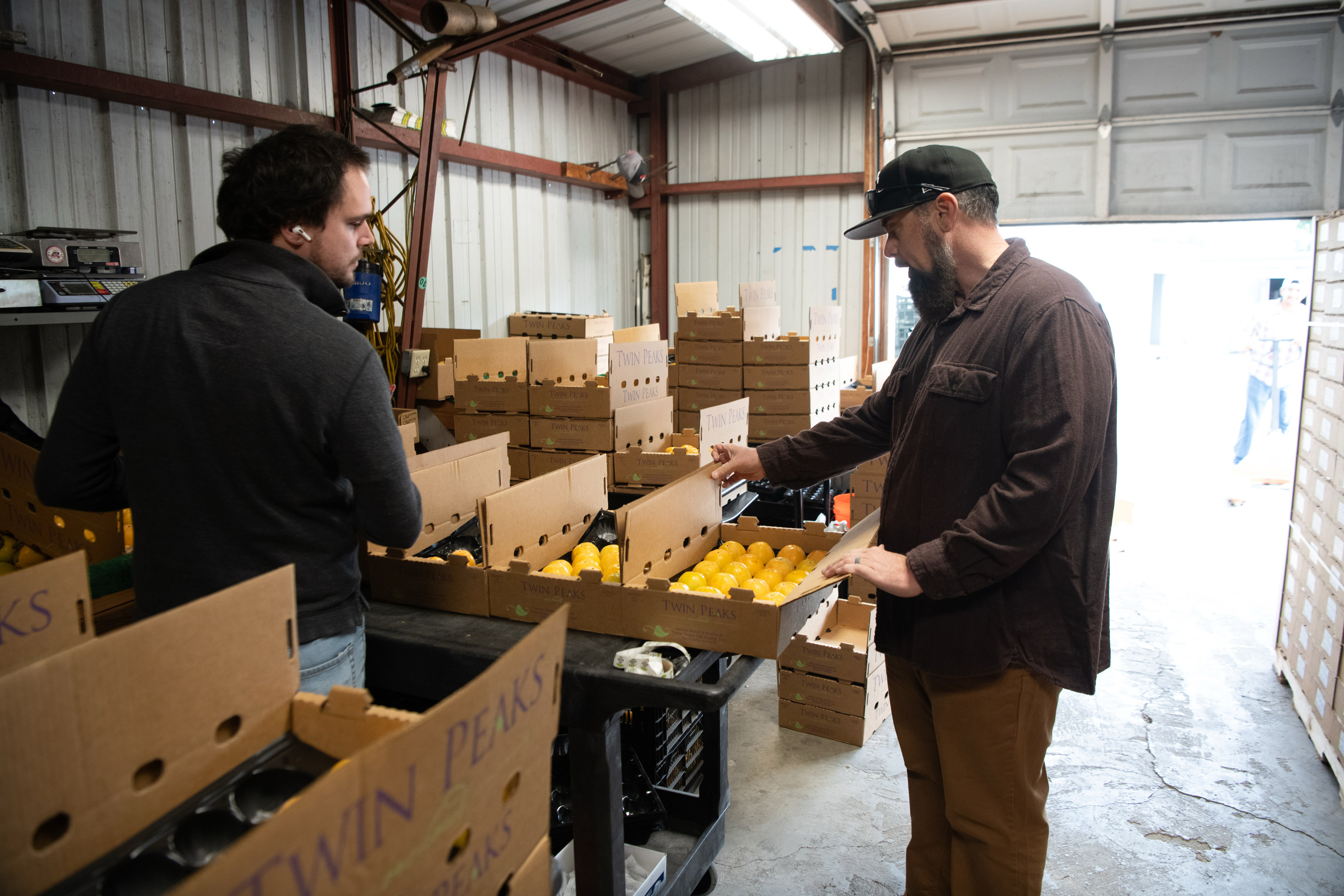 A photo of Justin Miller working with an employee to load persimmons into cardboard flats.